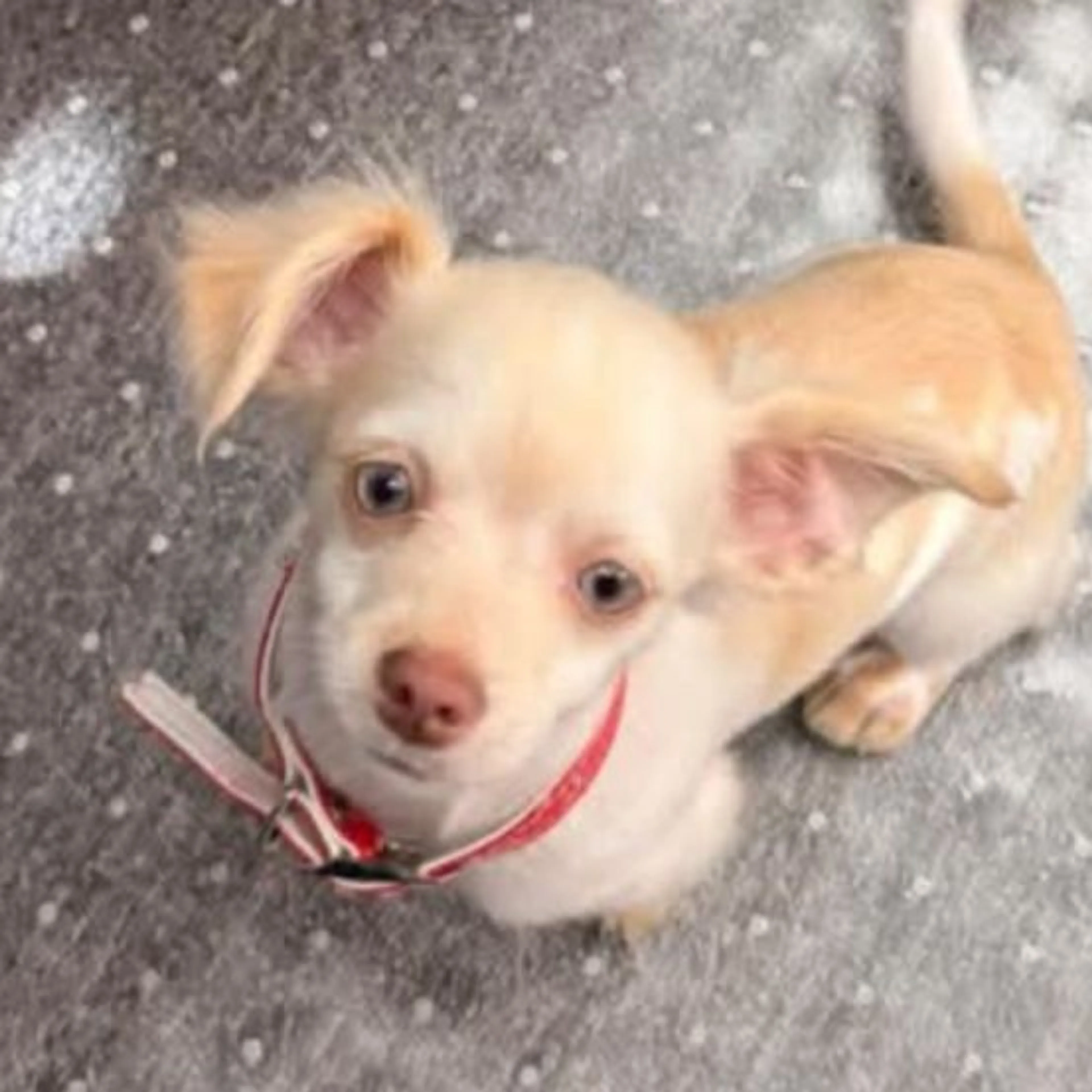 Lost pet