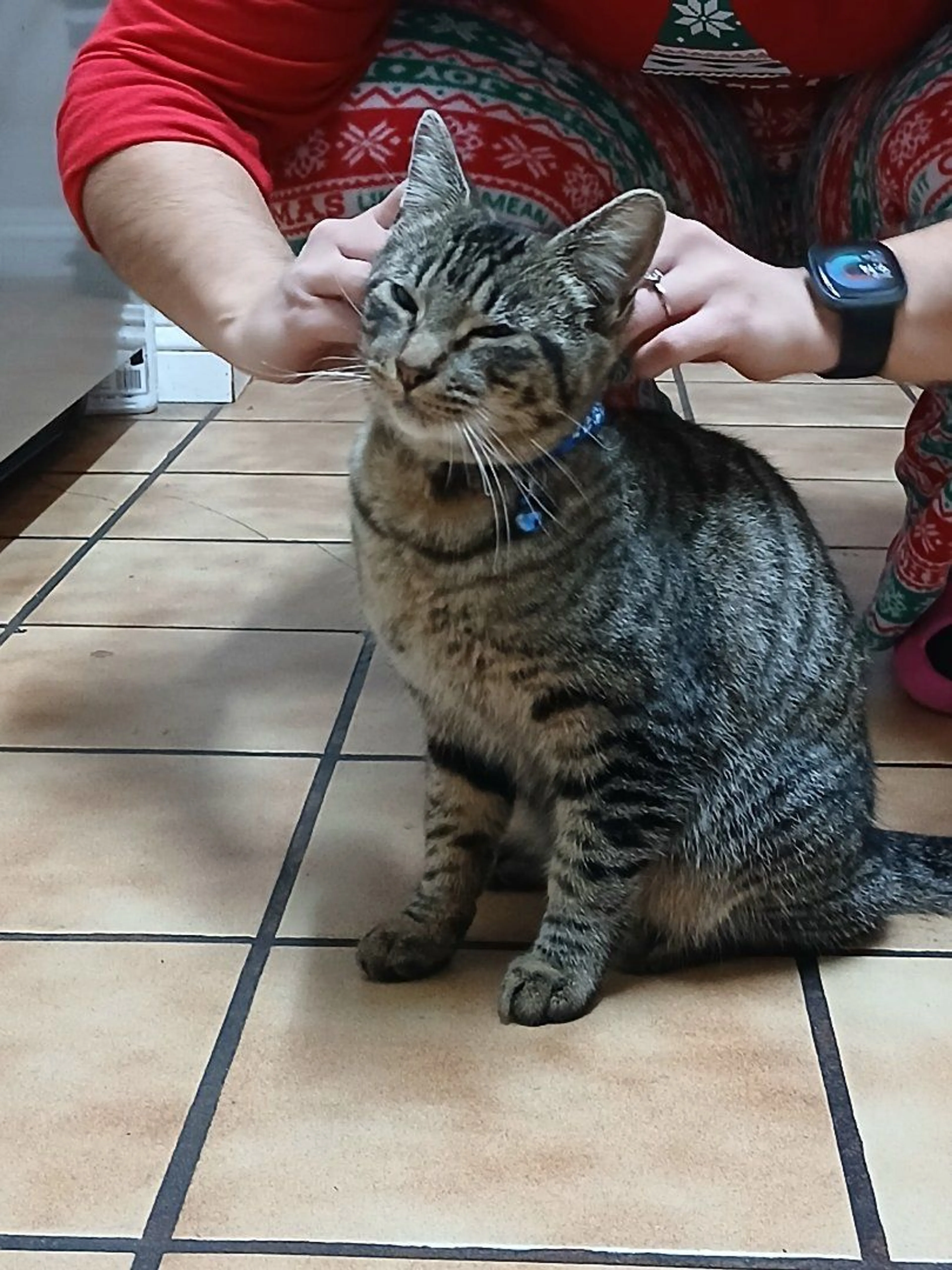 Lost pet-0