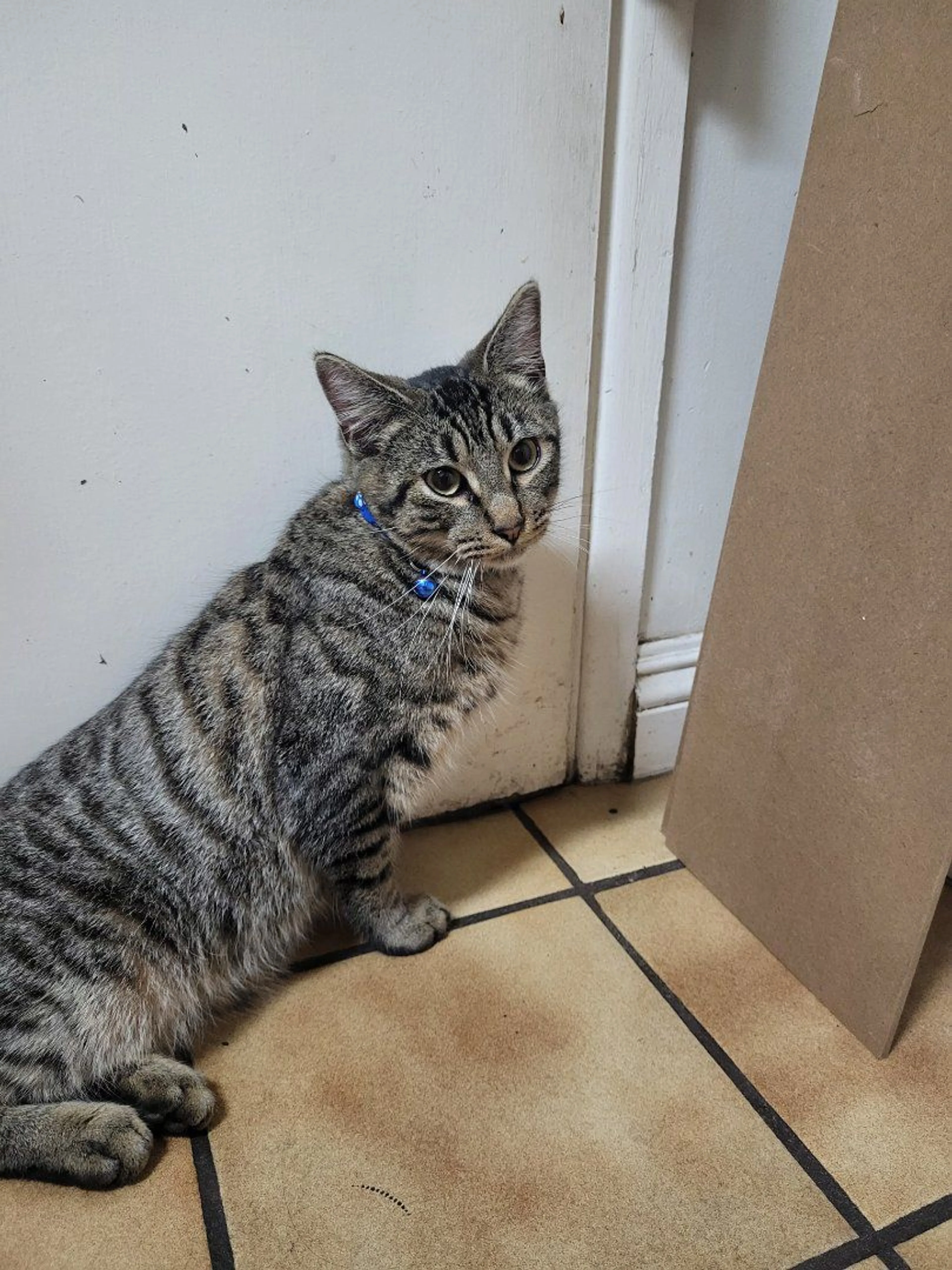 Lost pet-1