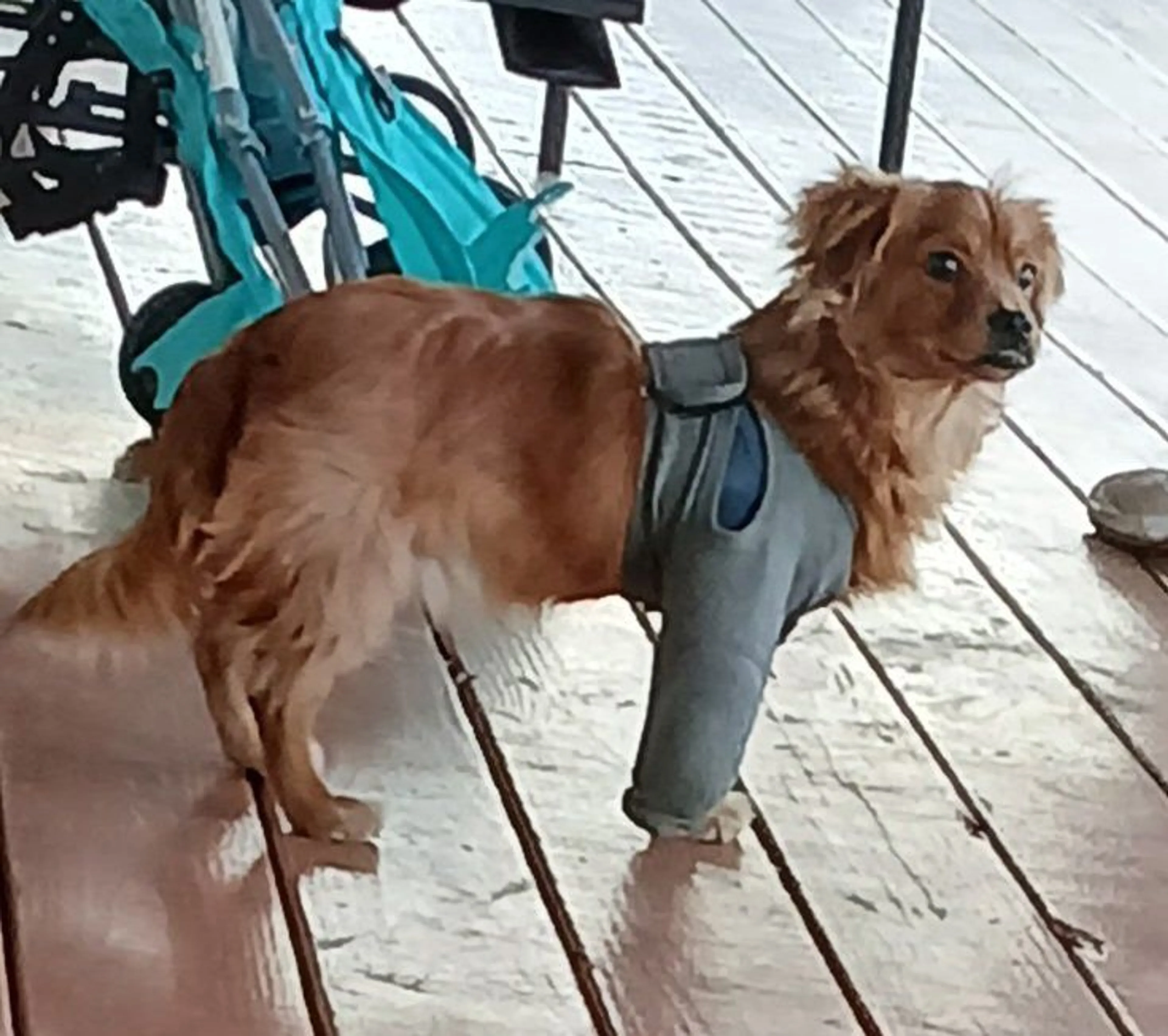 Lost pet