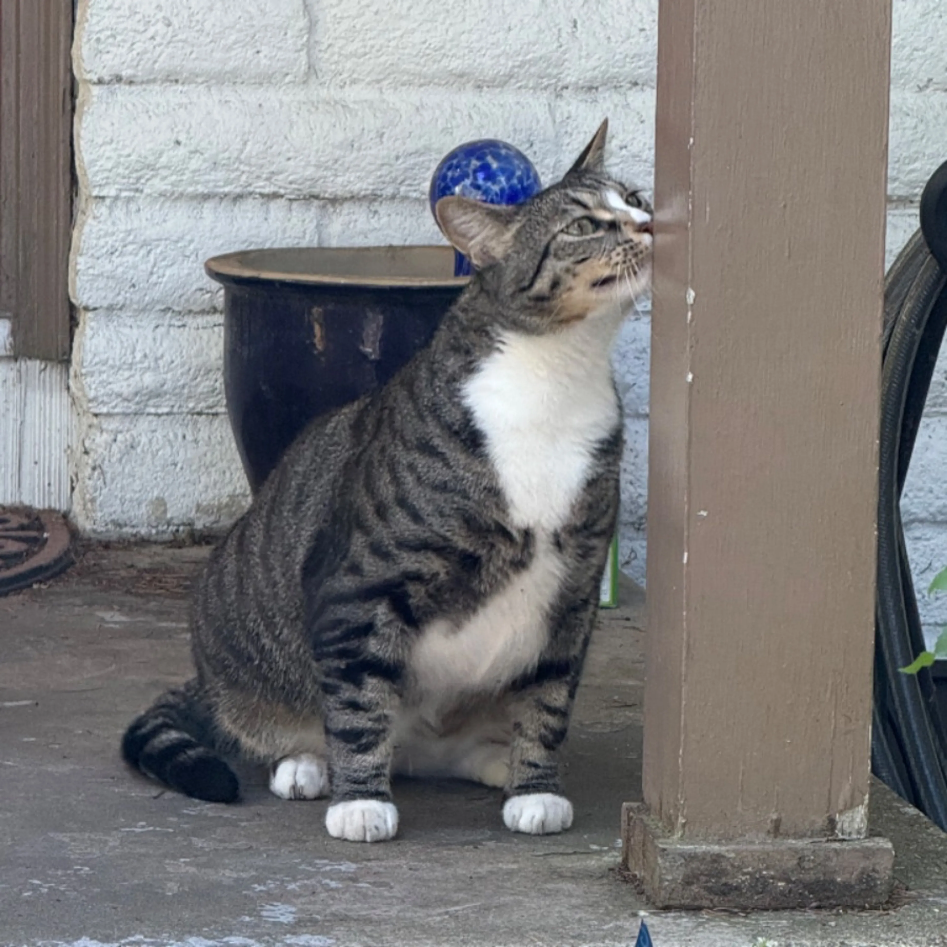 Lost pet