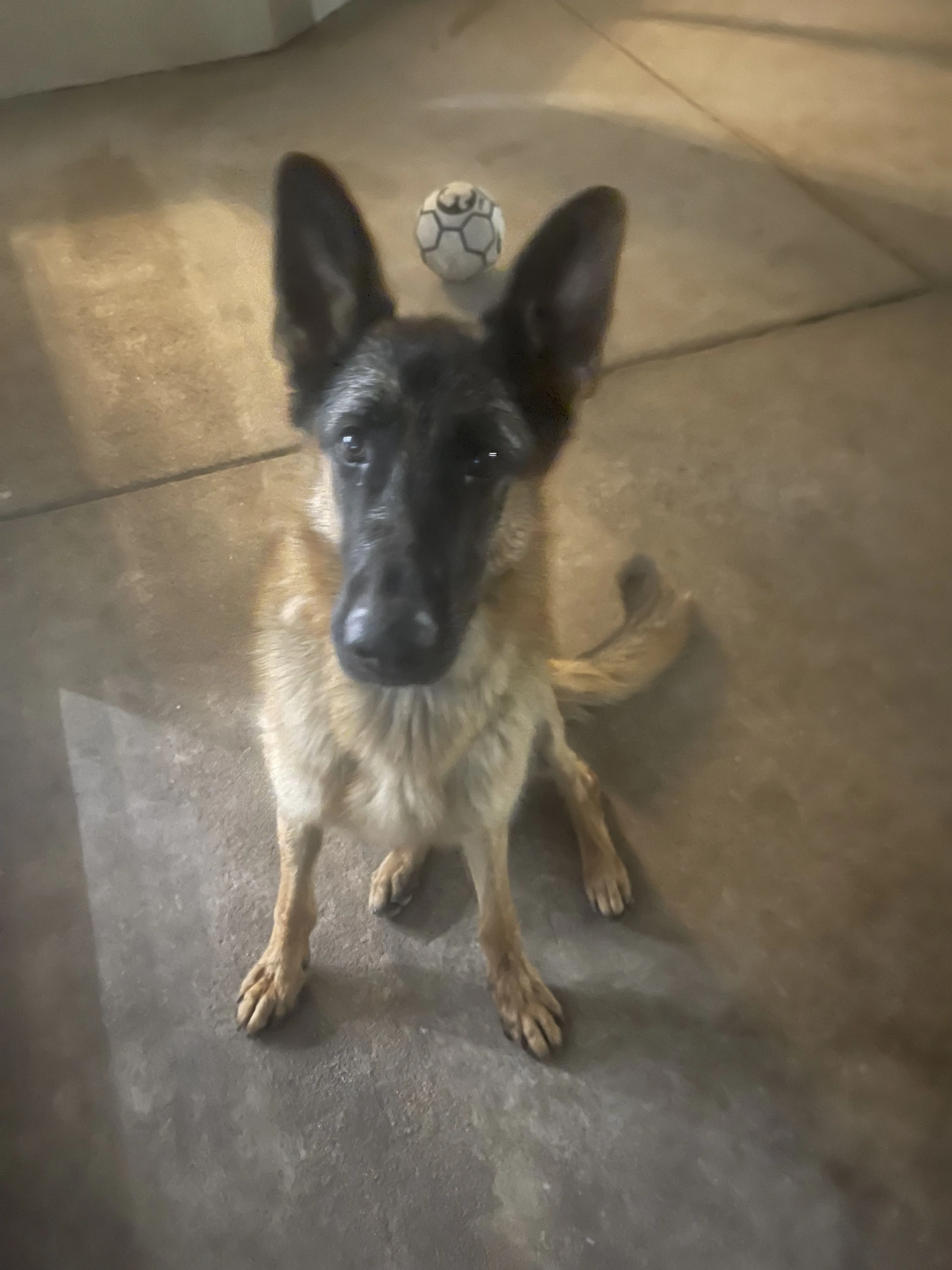 Lost pet-2