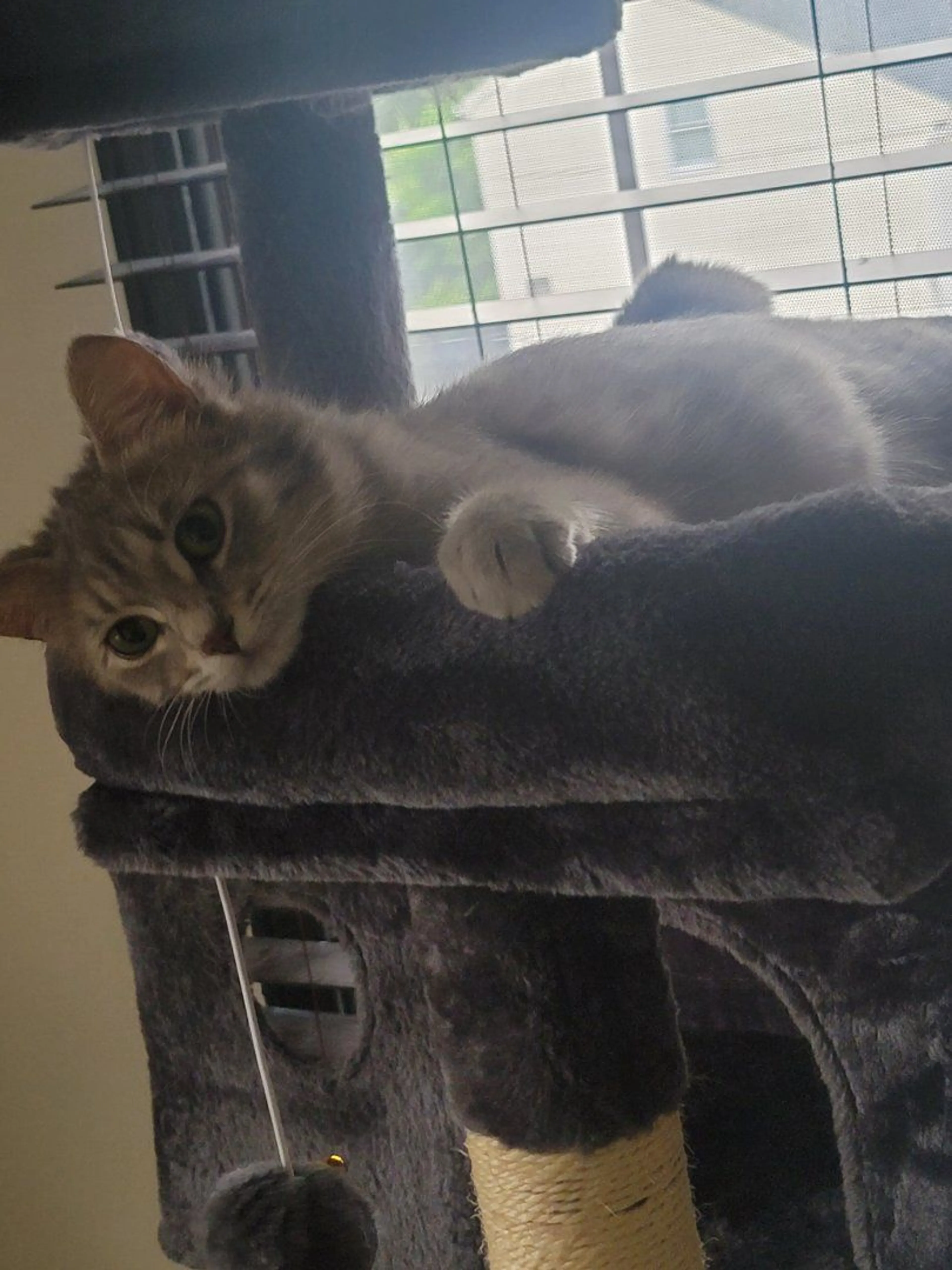 Lost pet-0