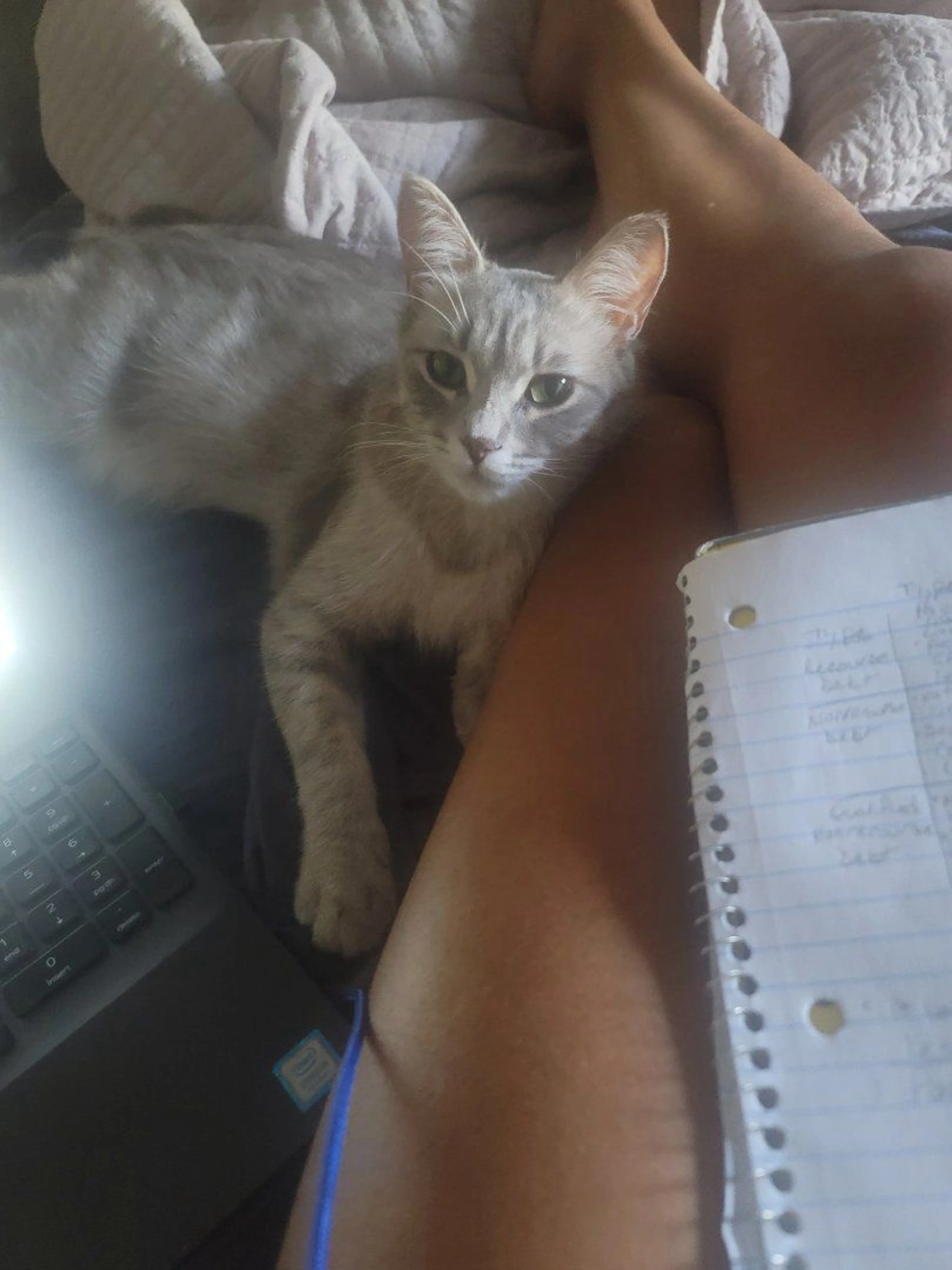 Lost pet-2