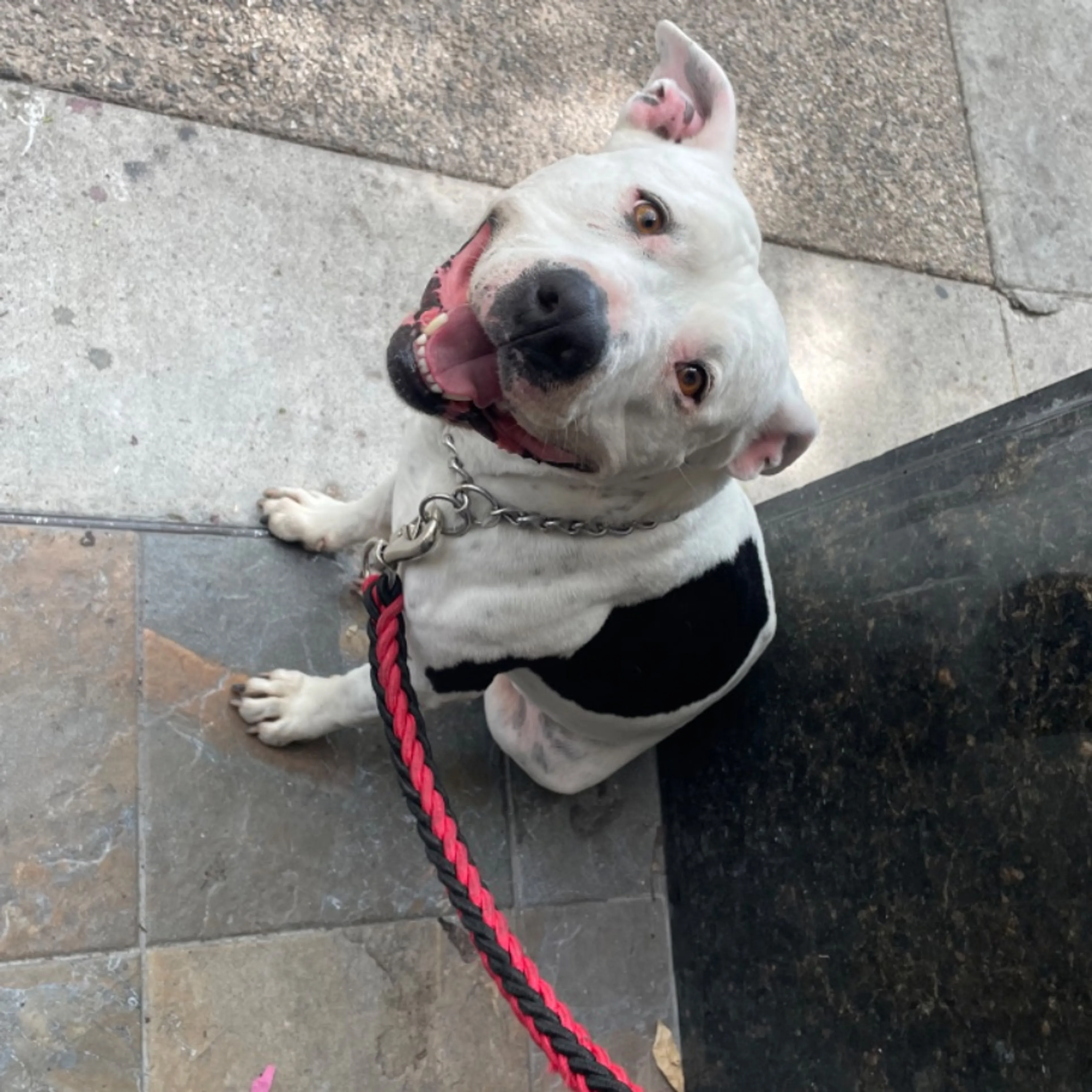 Lost pet