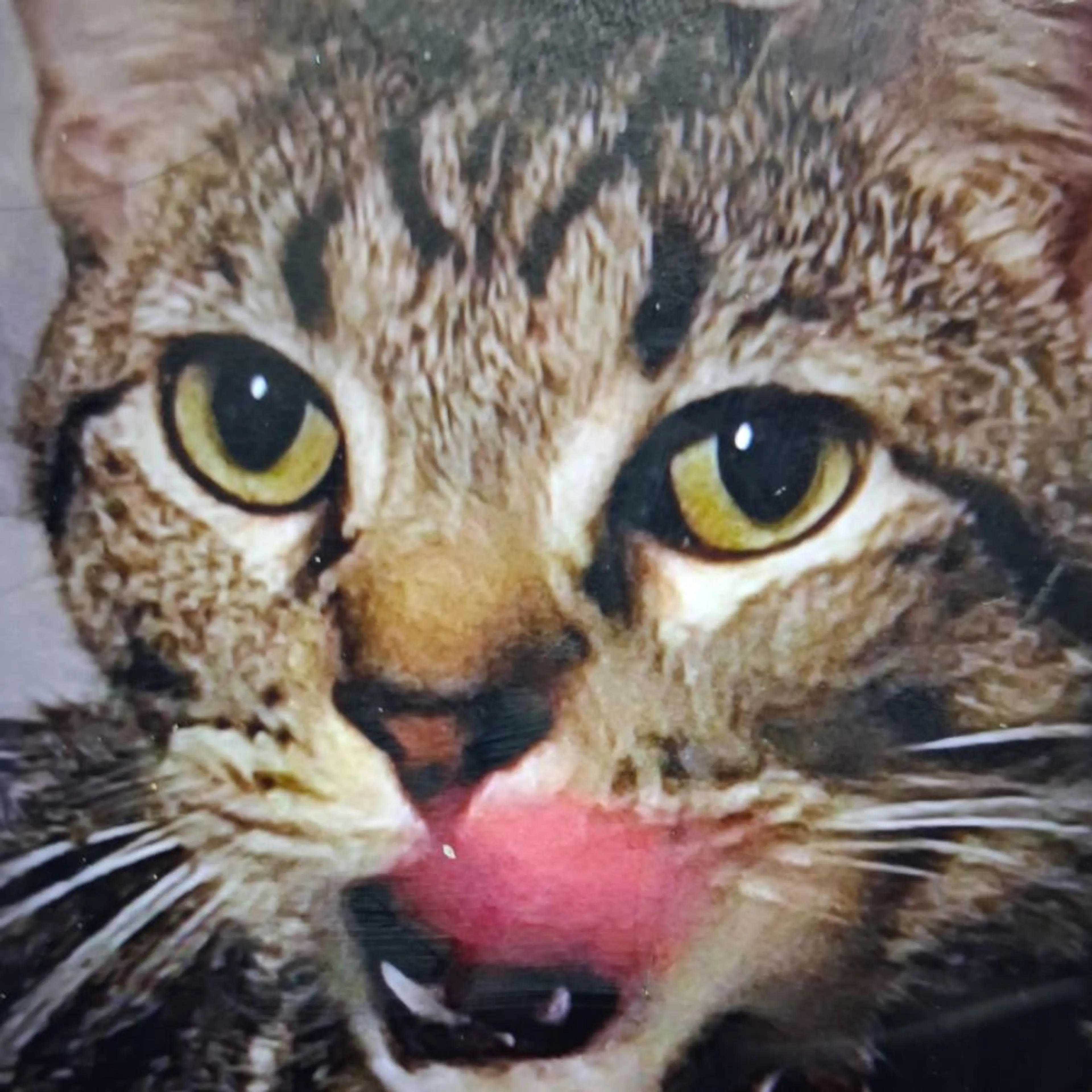 Lost pet