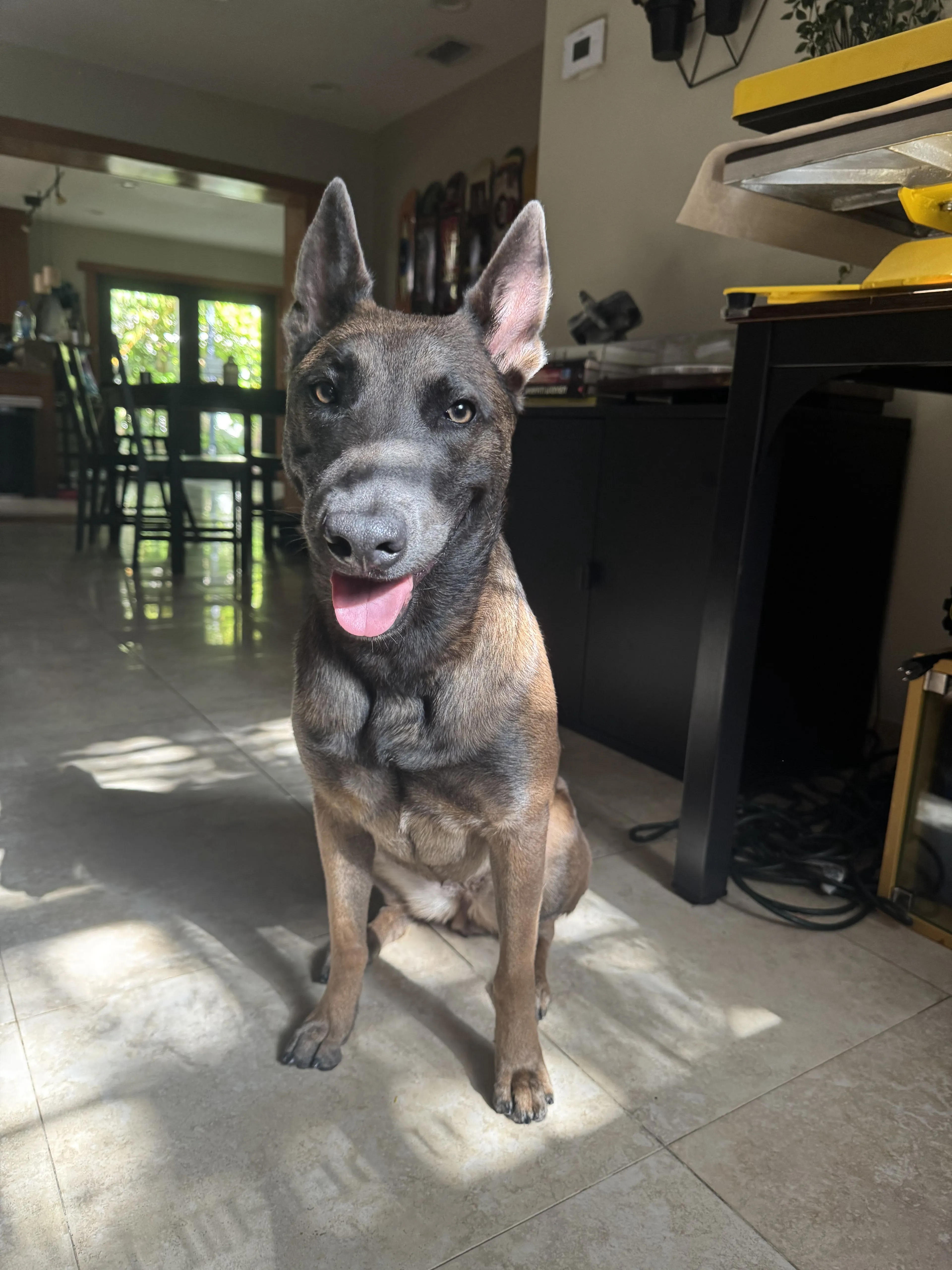 Lost pet