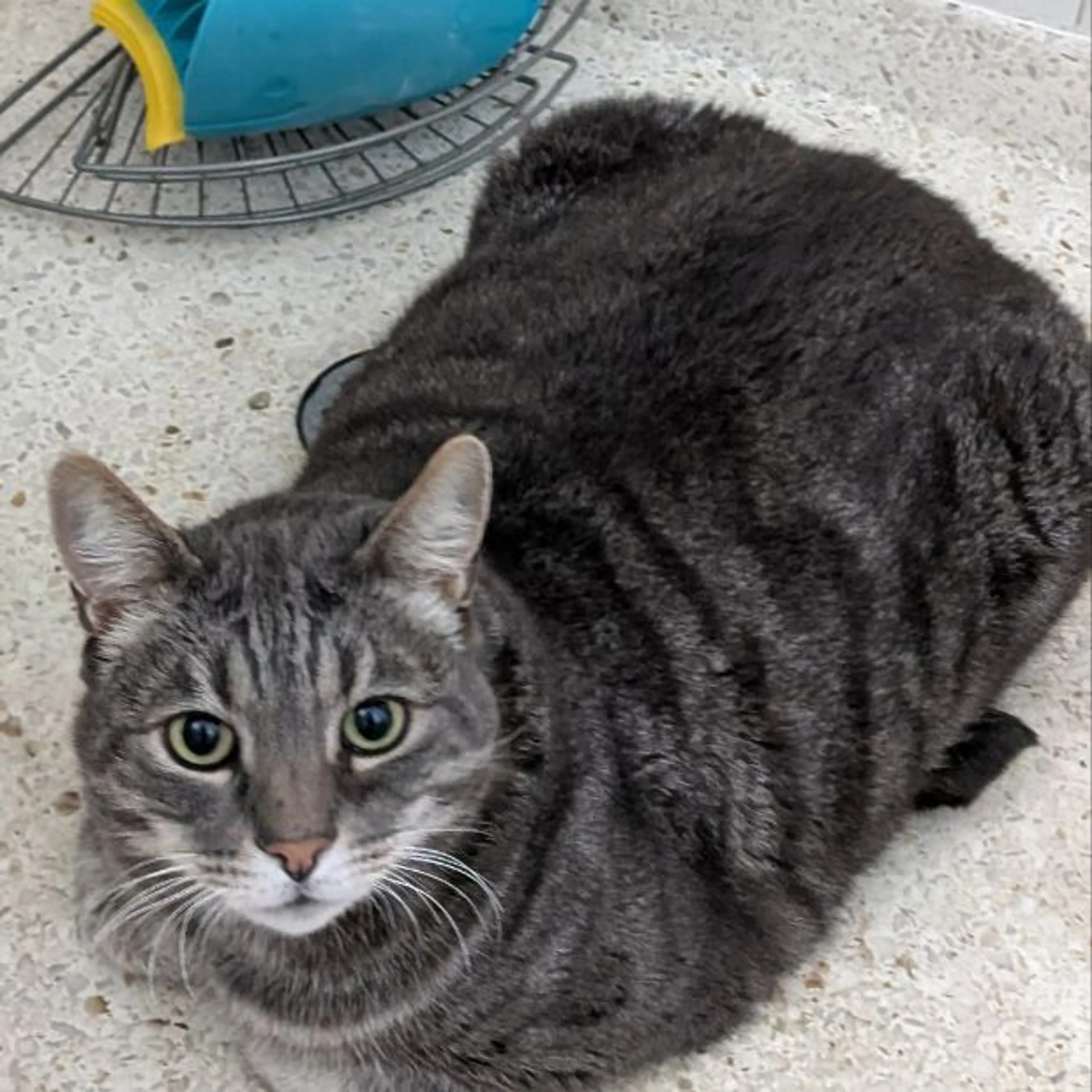 Lost pet-0