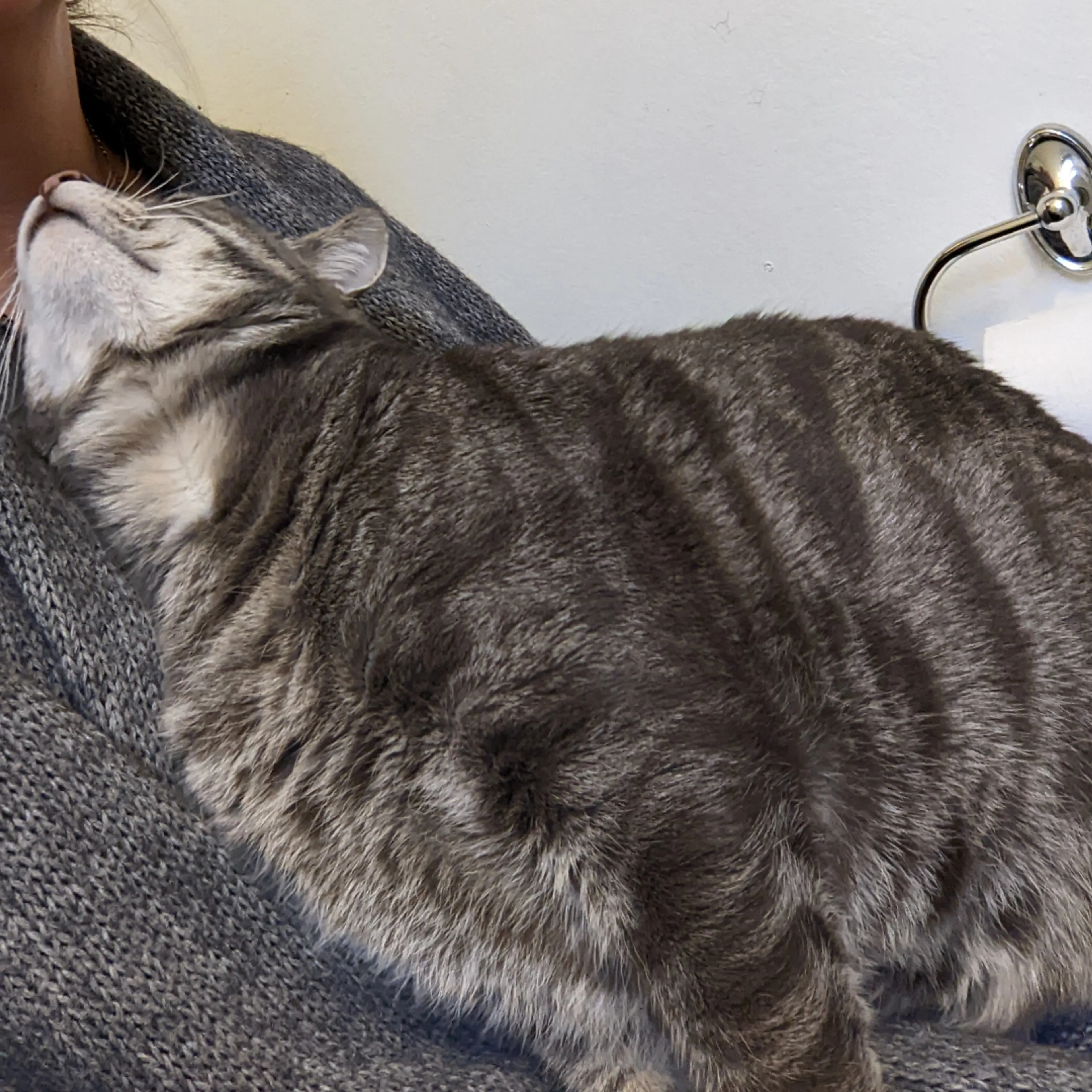 Lost pet-2
