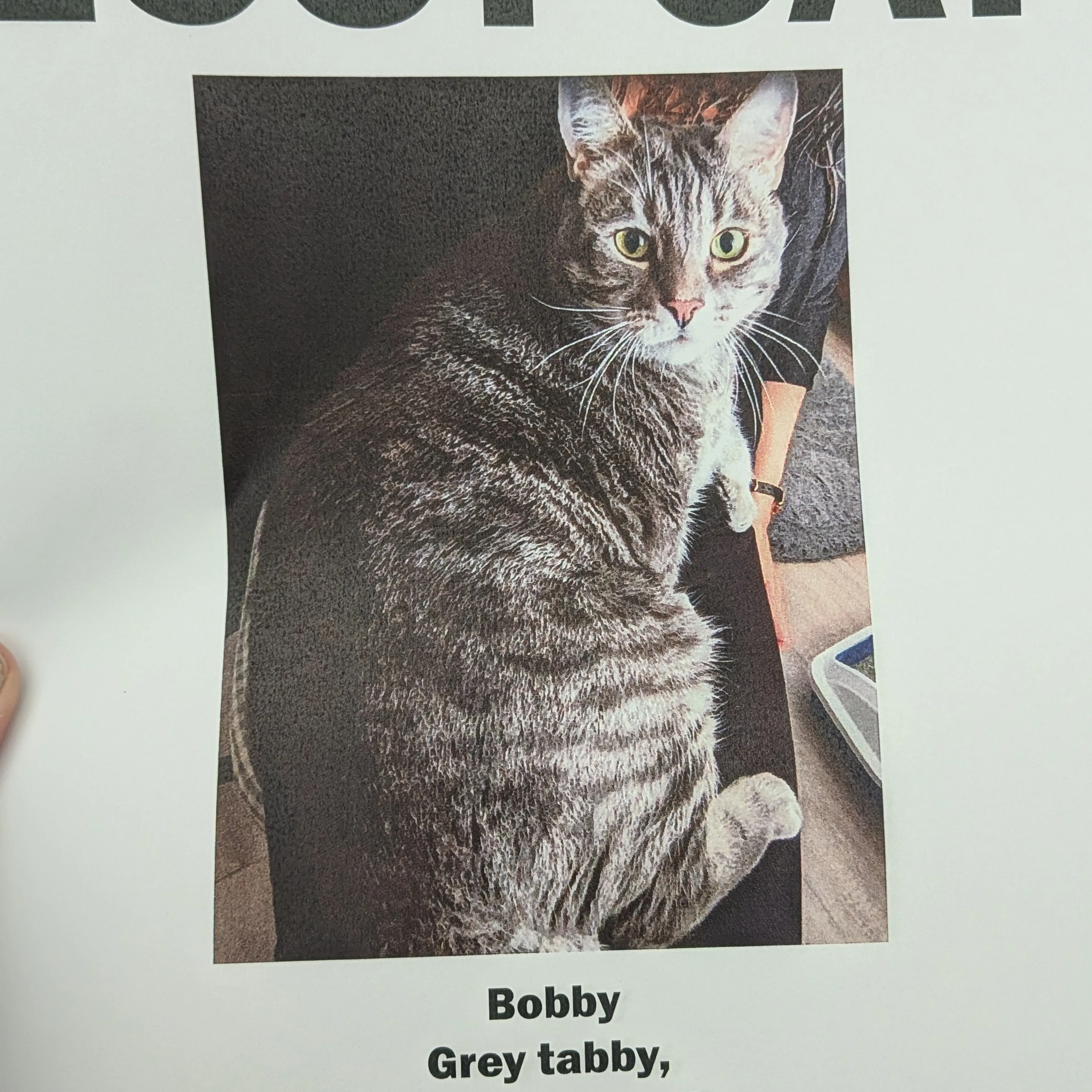 Lost pet-1