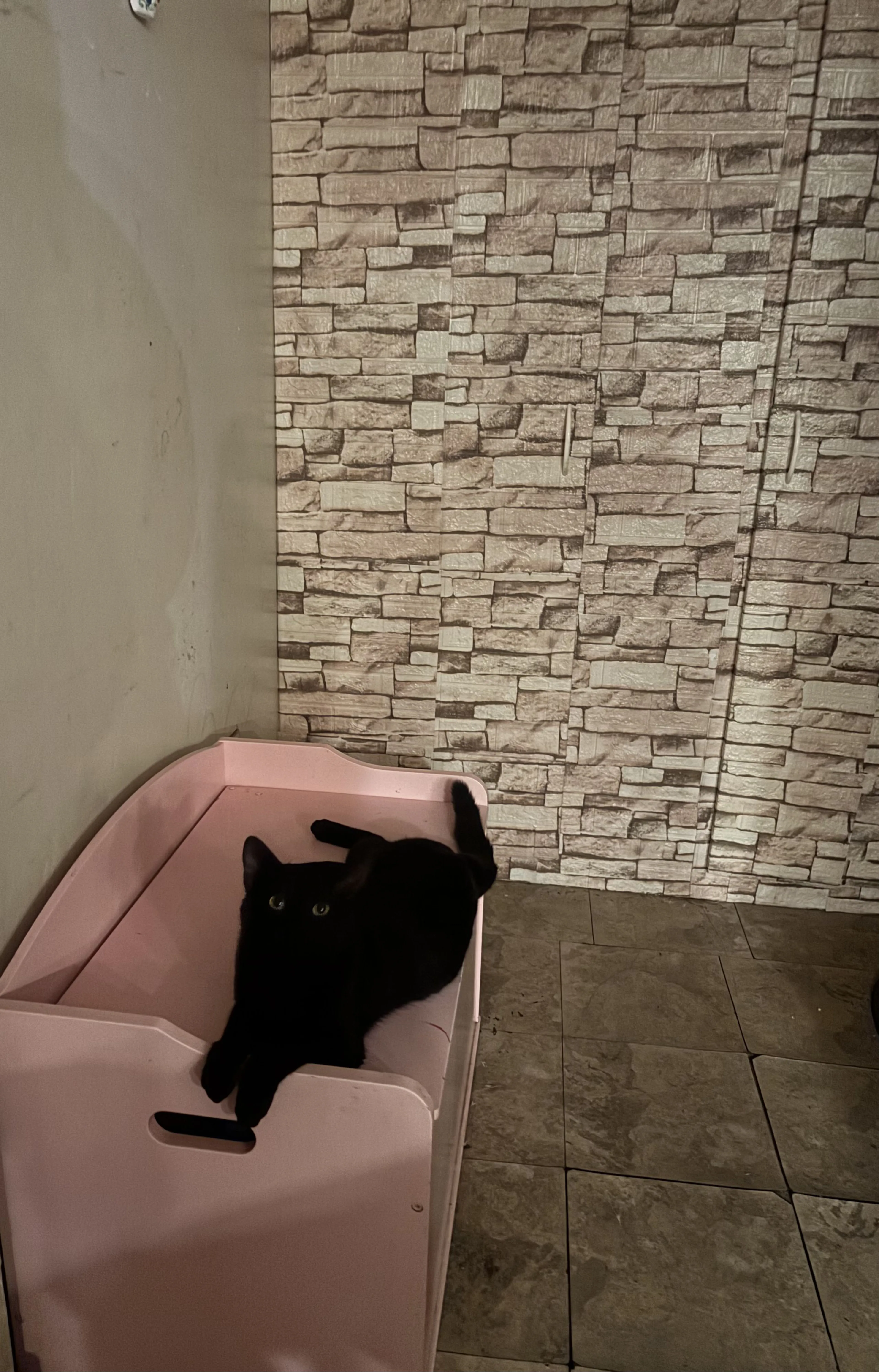 Lost pet
