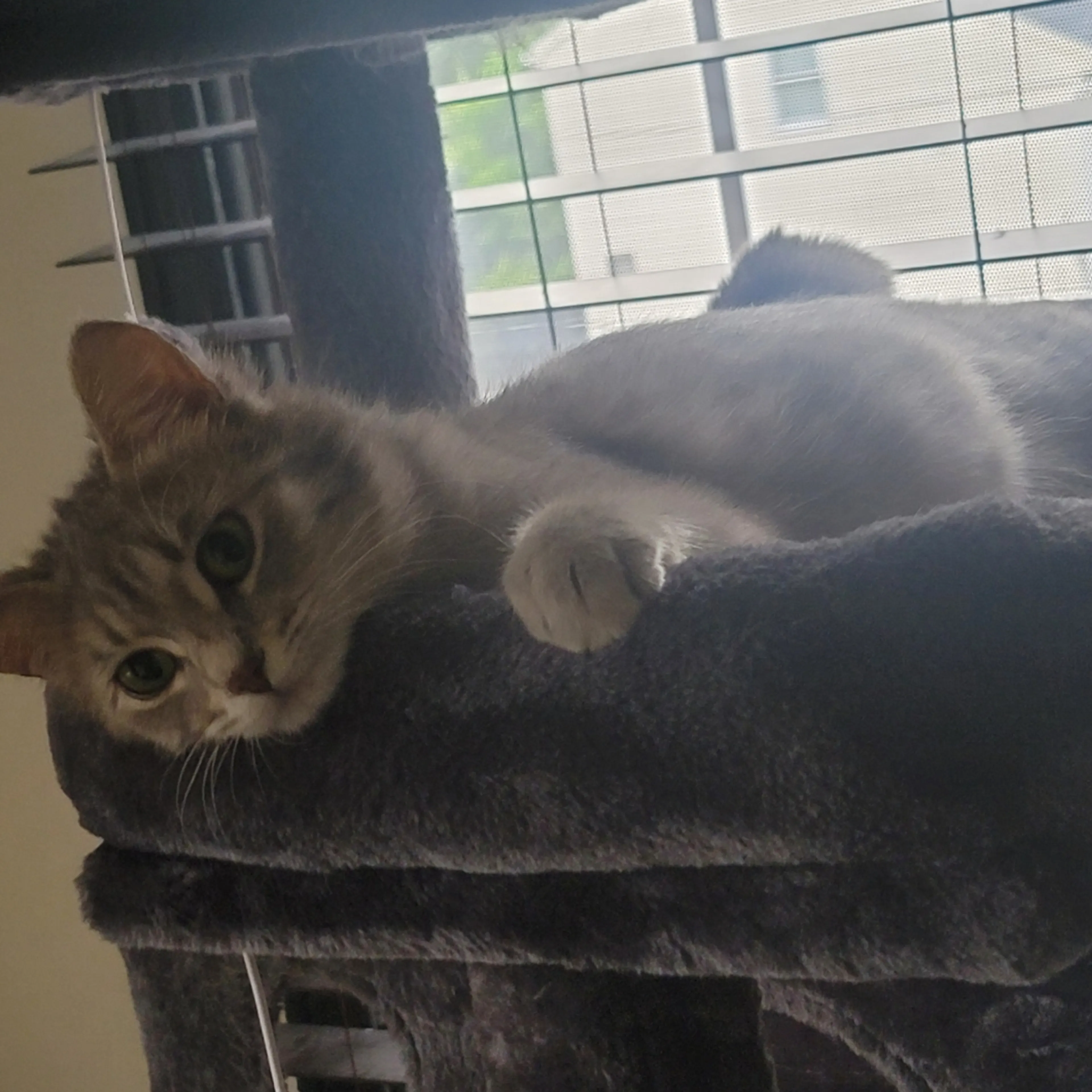Lost pet-1