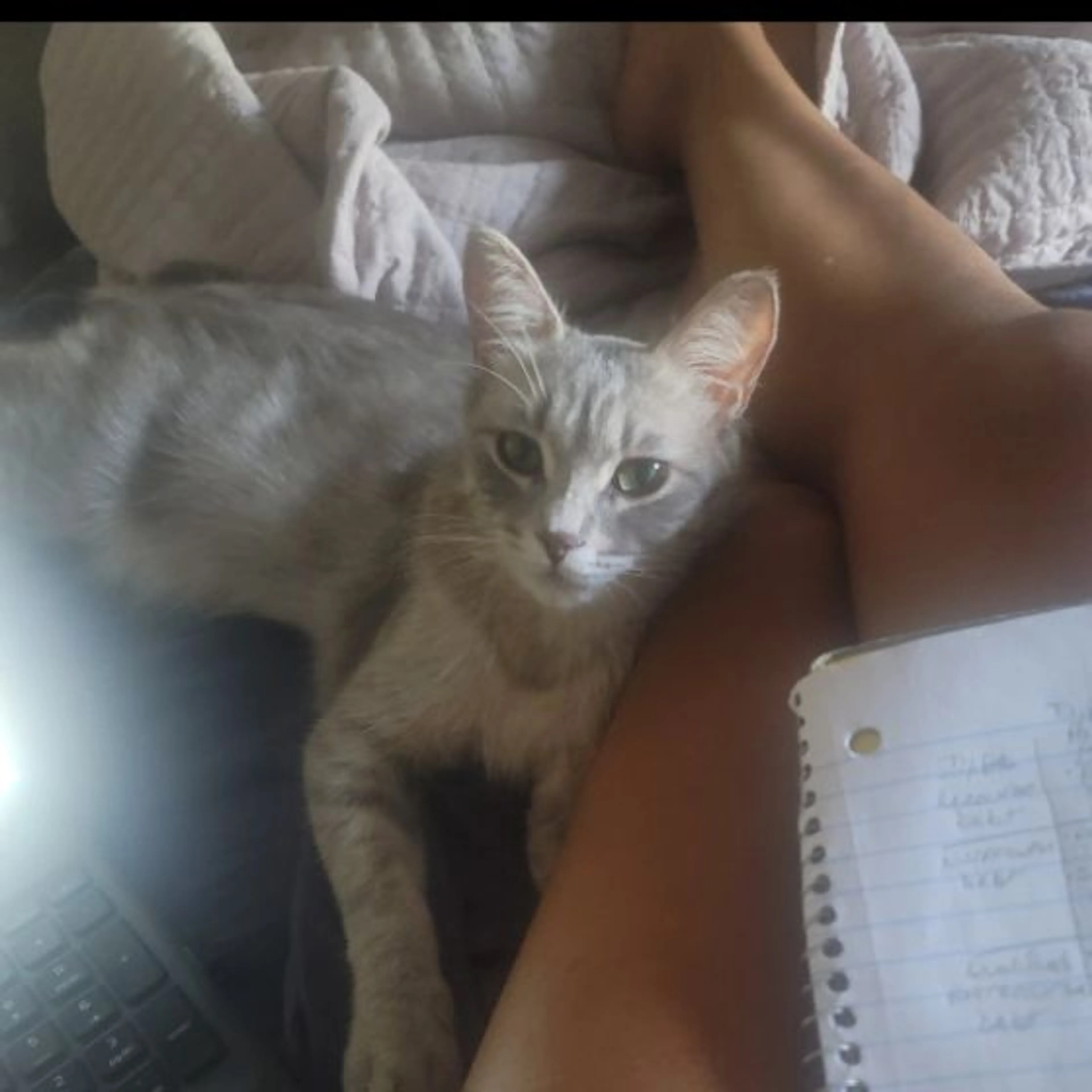 Lost pet-0
