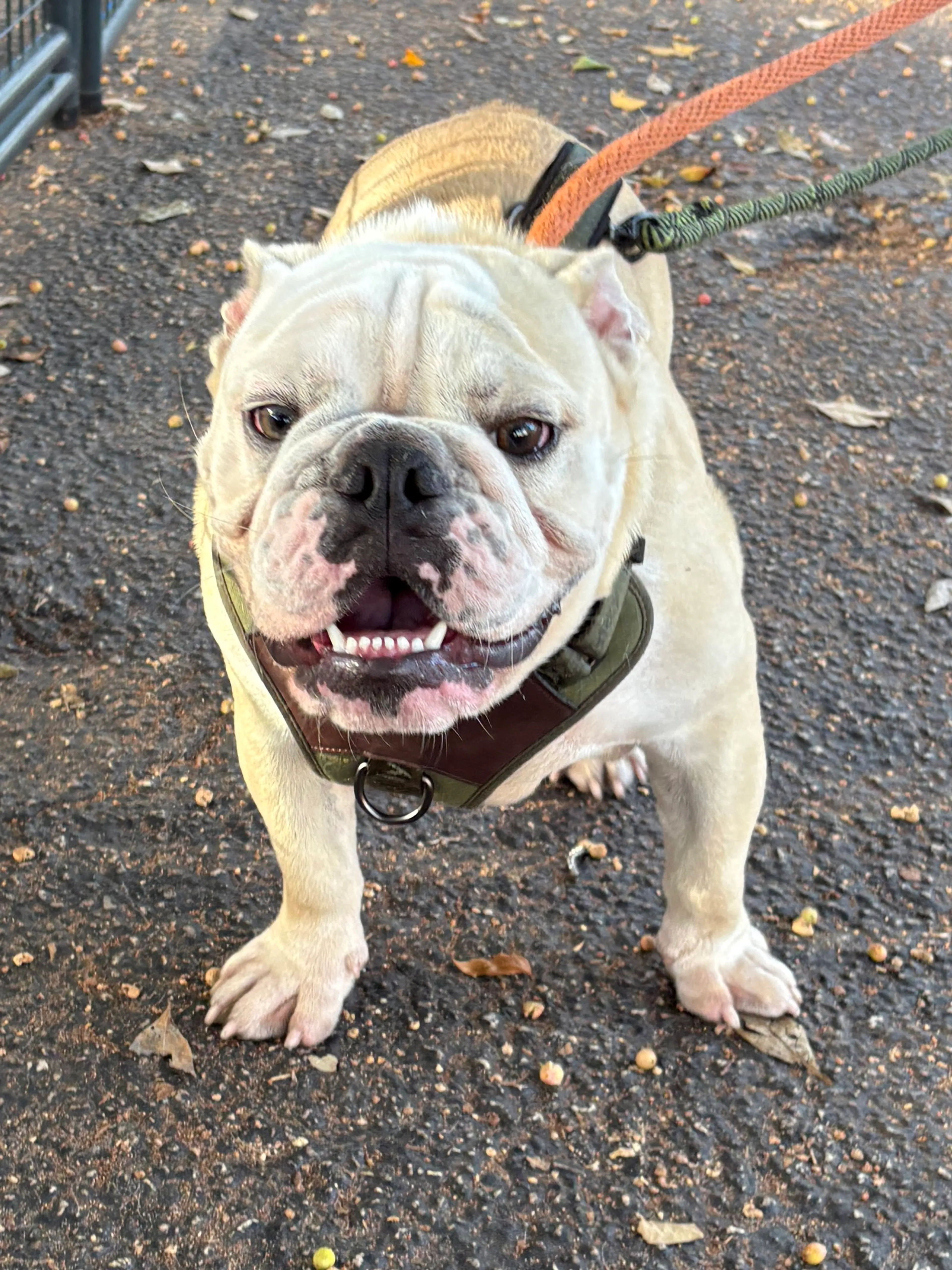 Found pet-3