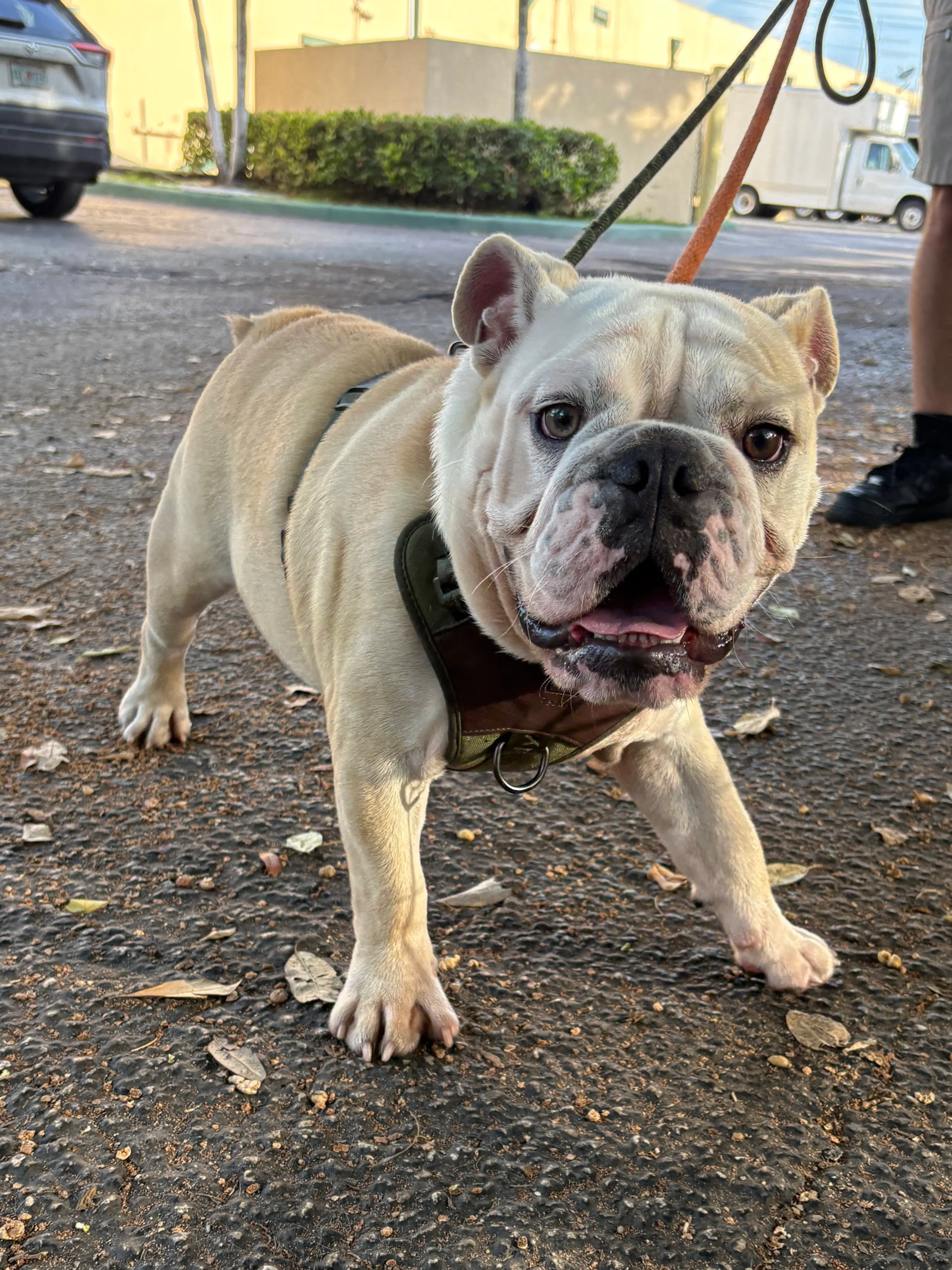 Found pet-1