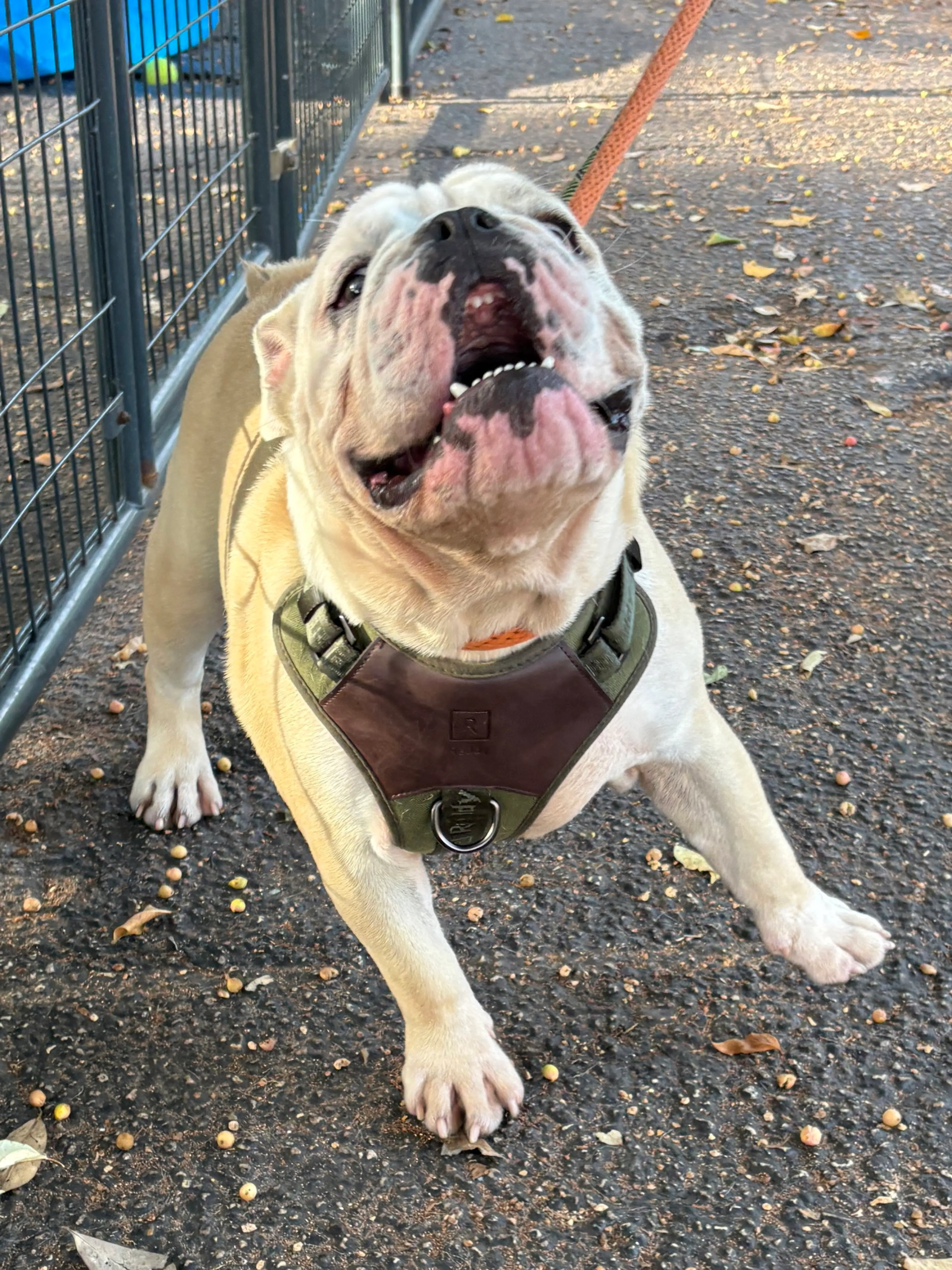 Found pet-2
