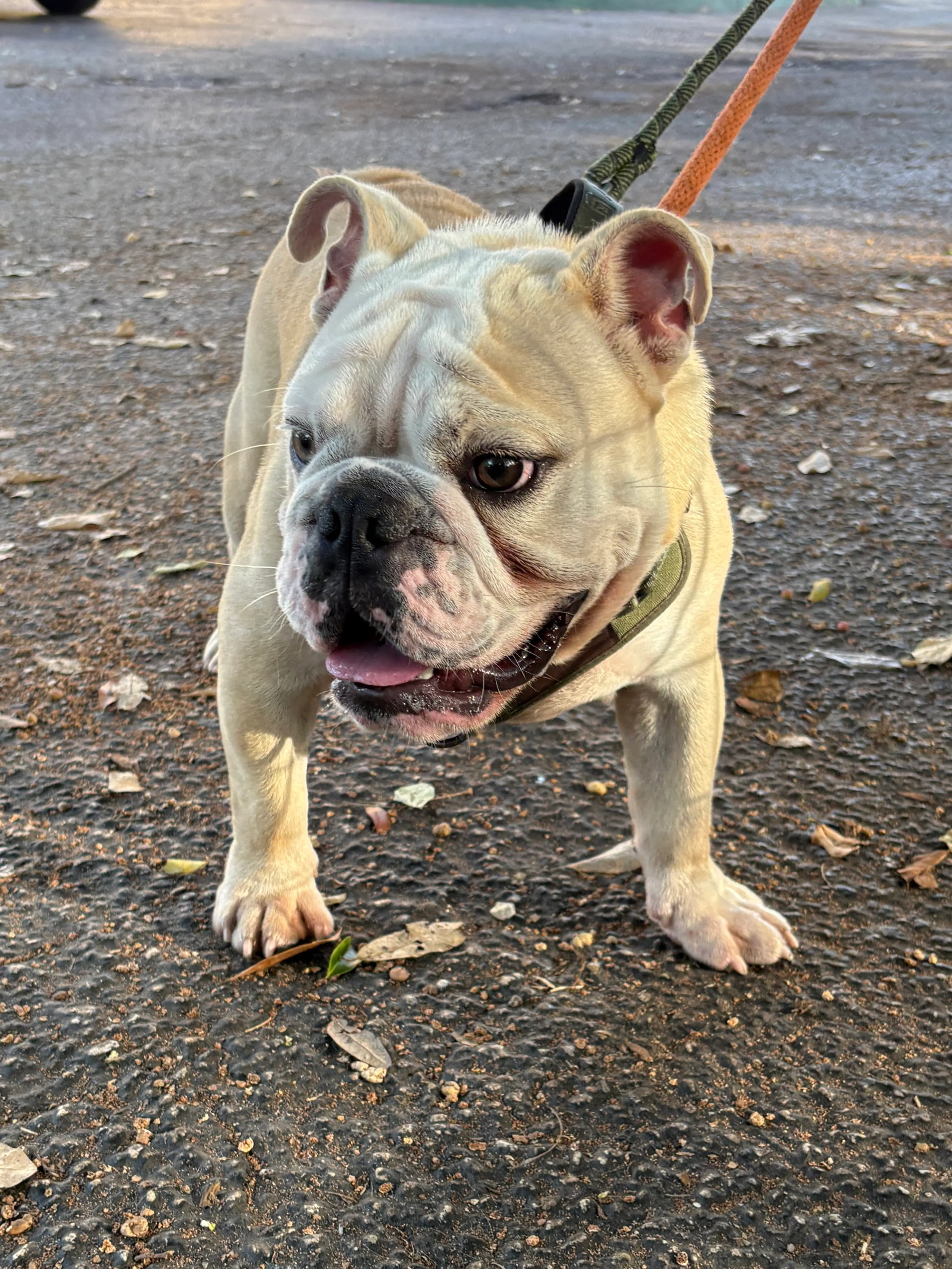 Found pet-5