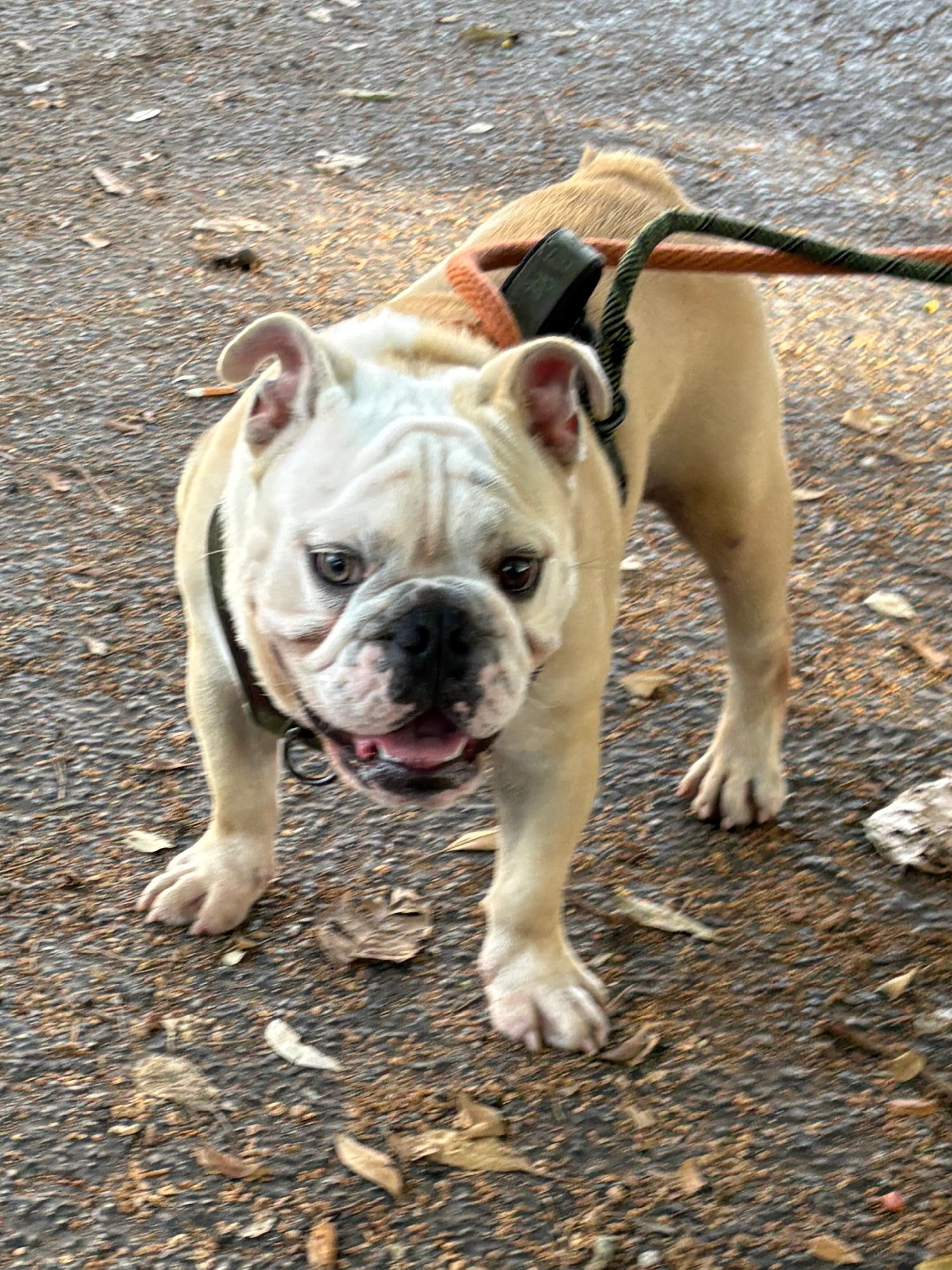 Found pet-4