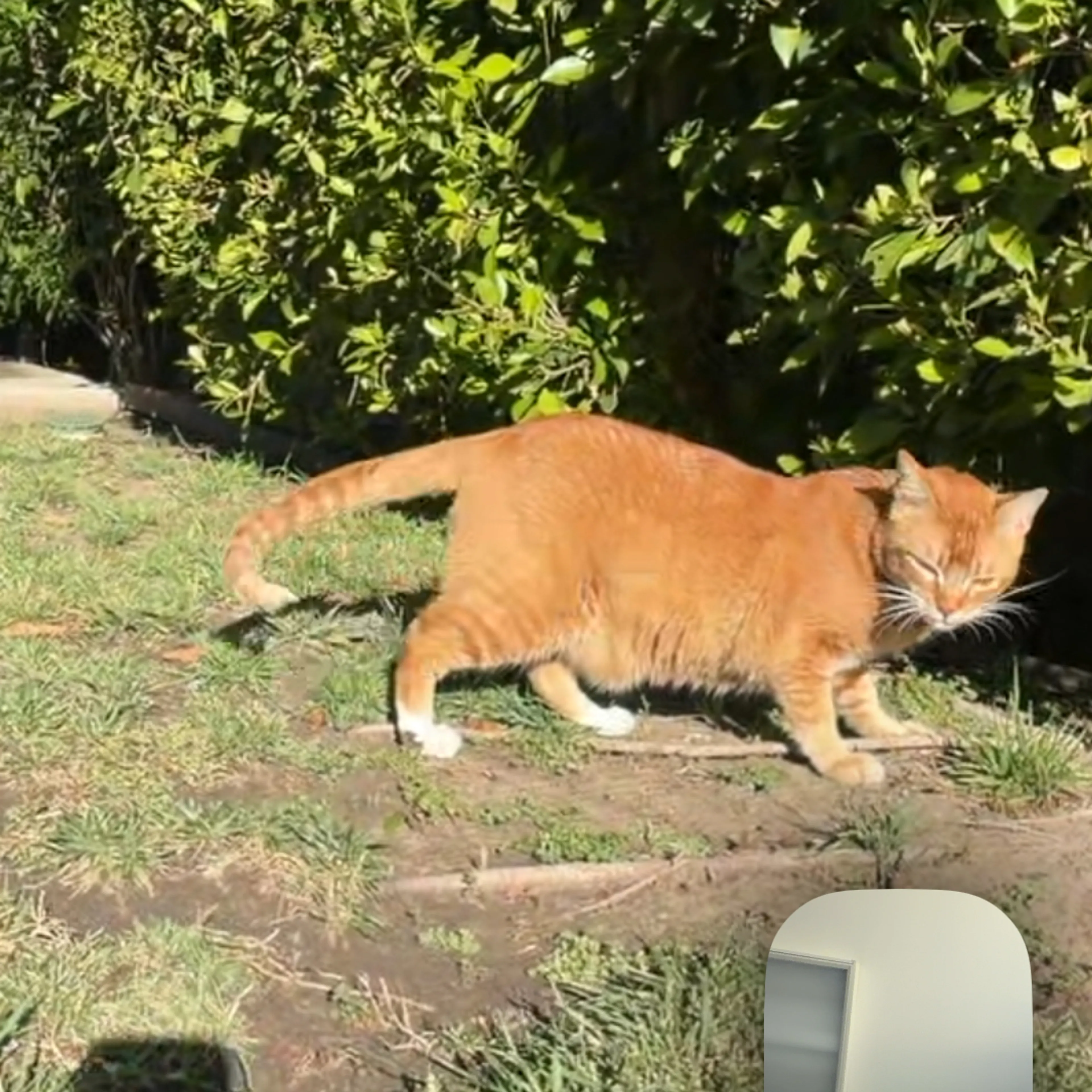 Found pet-1