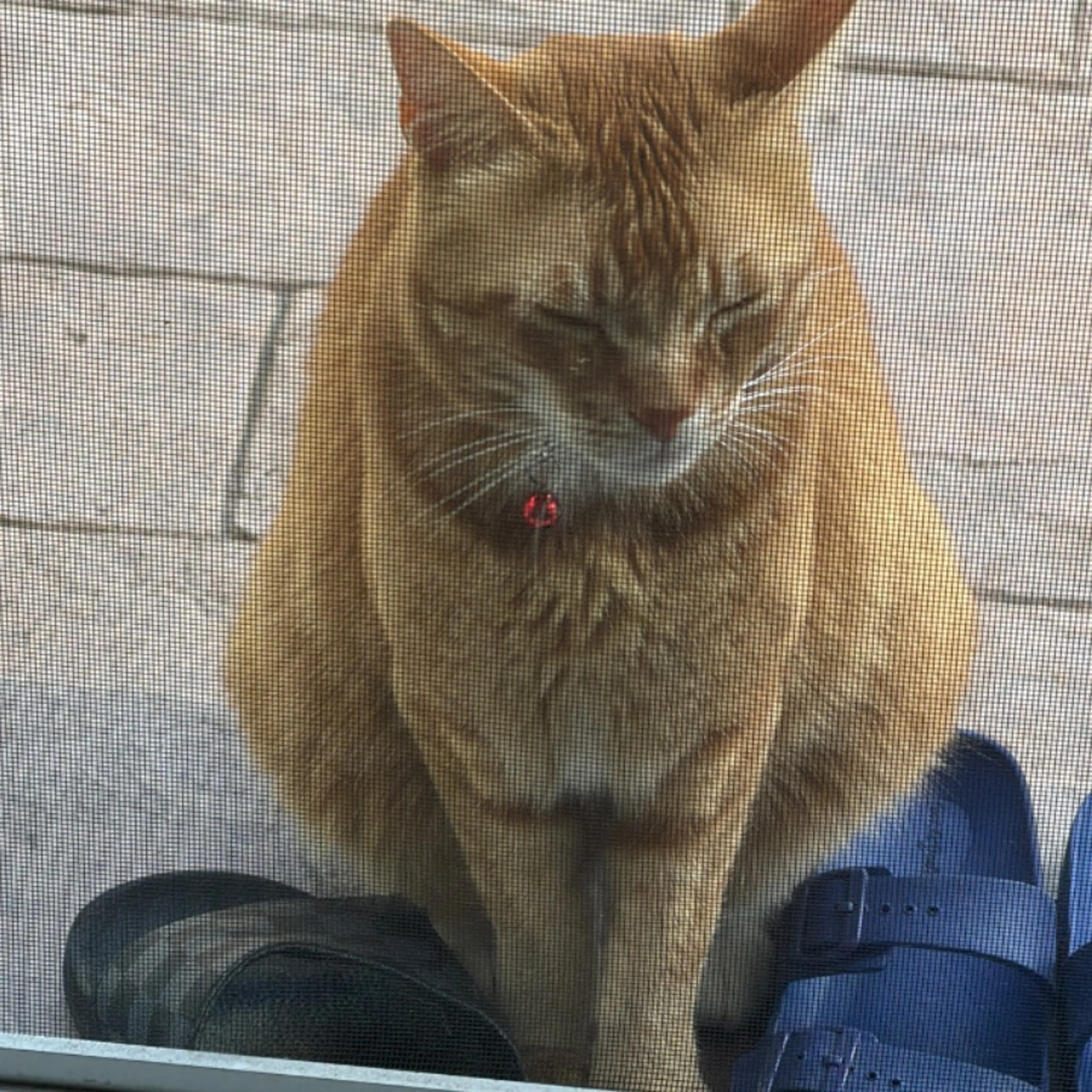 Found pet-0