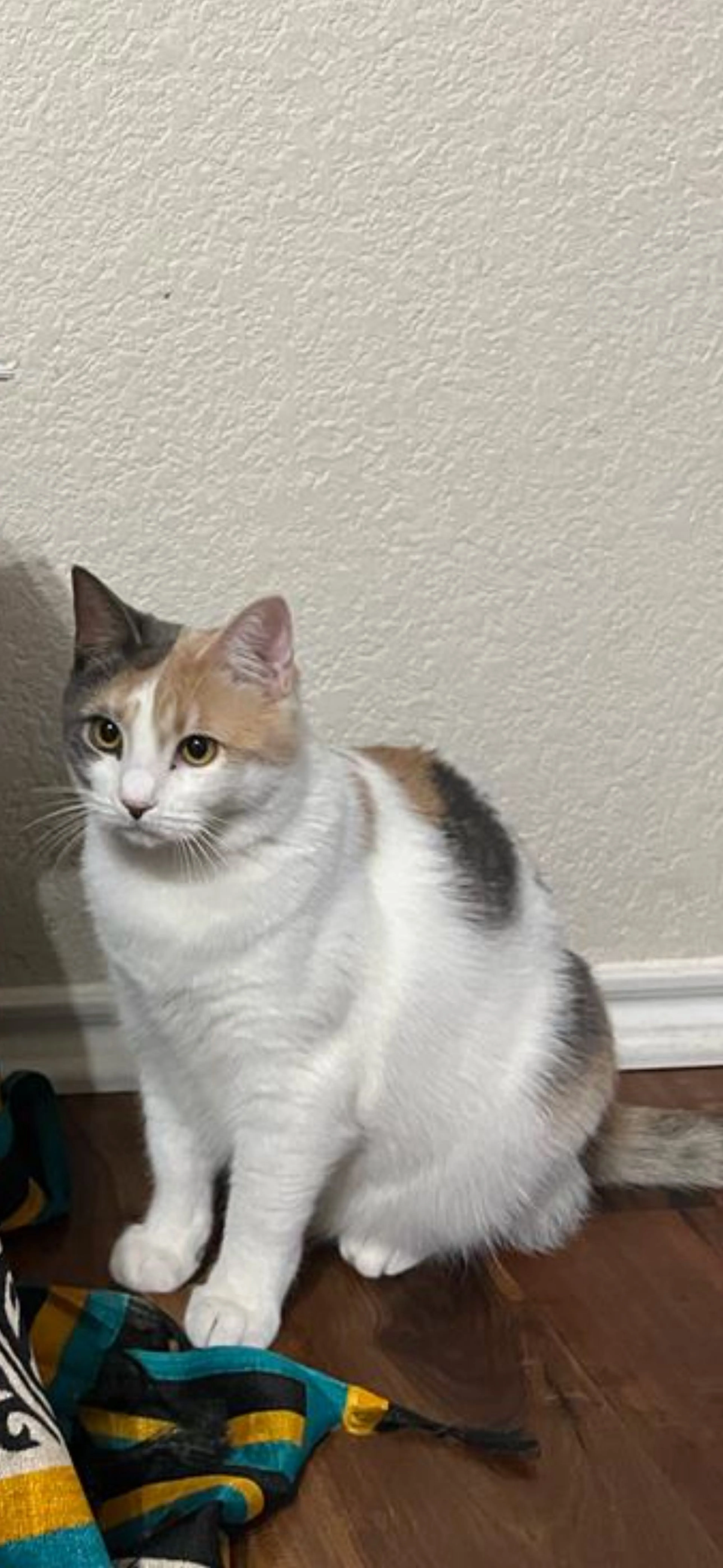 Lost pet-1