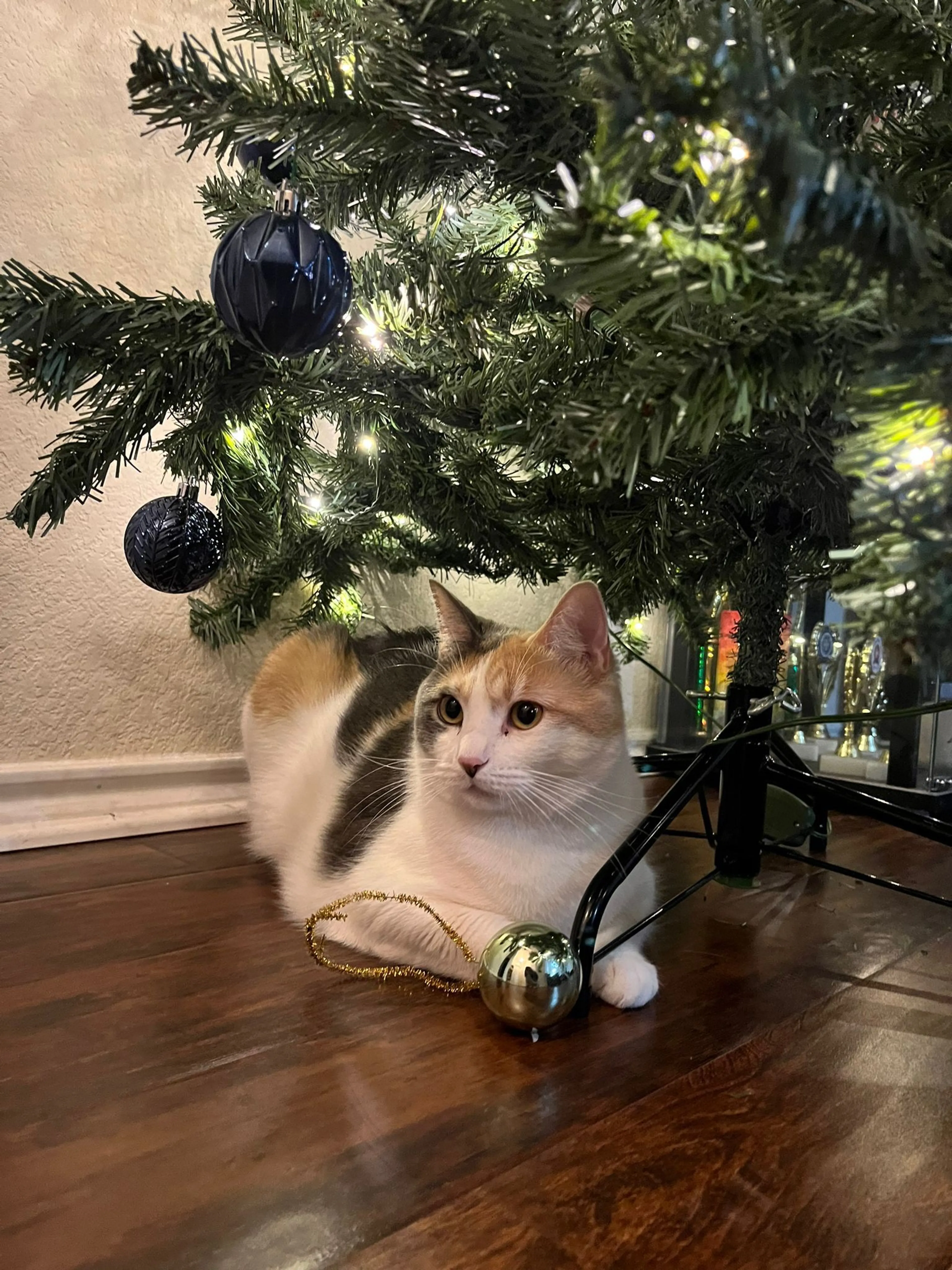 Lost pet-0