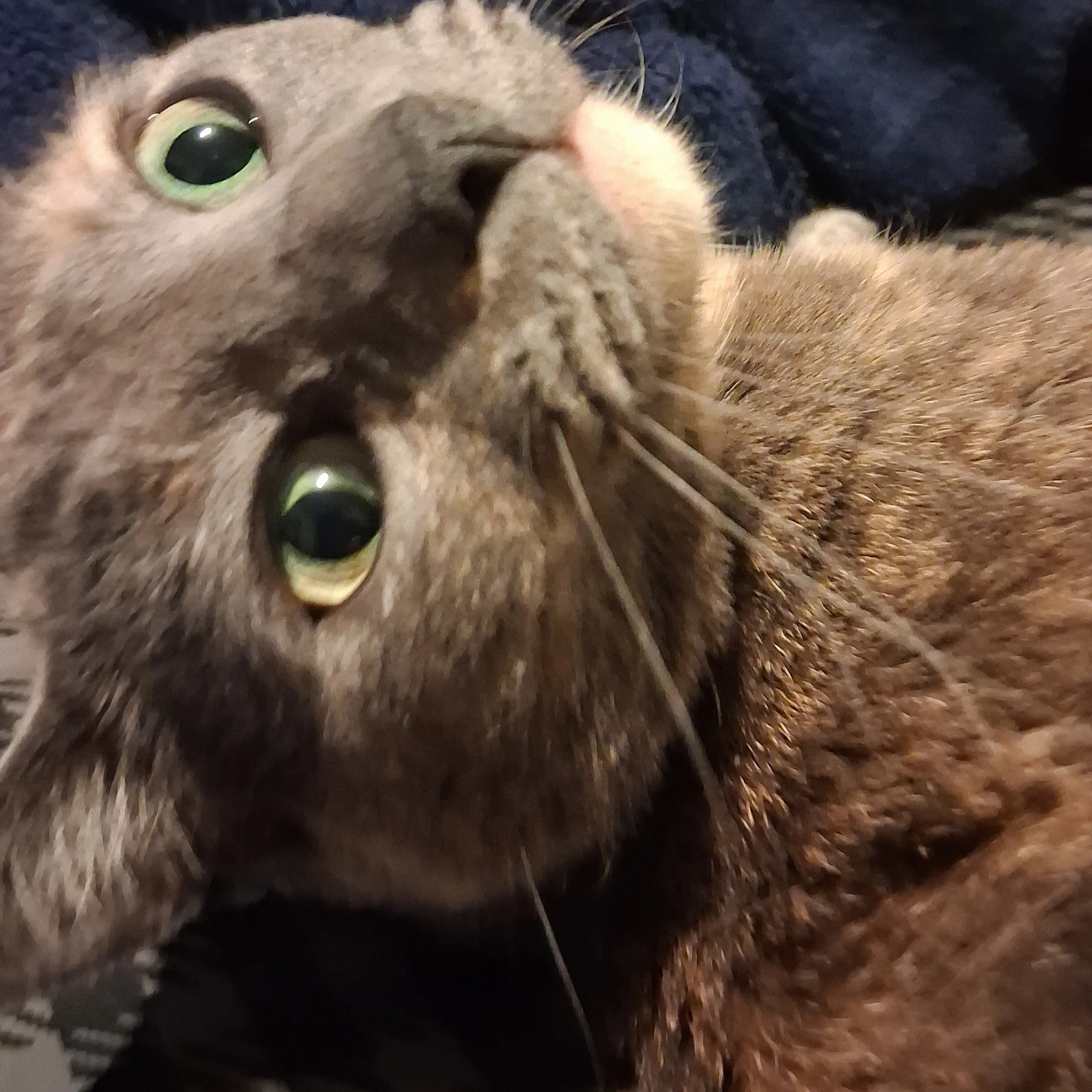 Lost pet-2