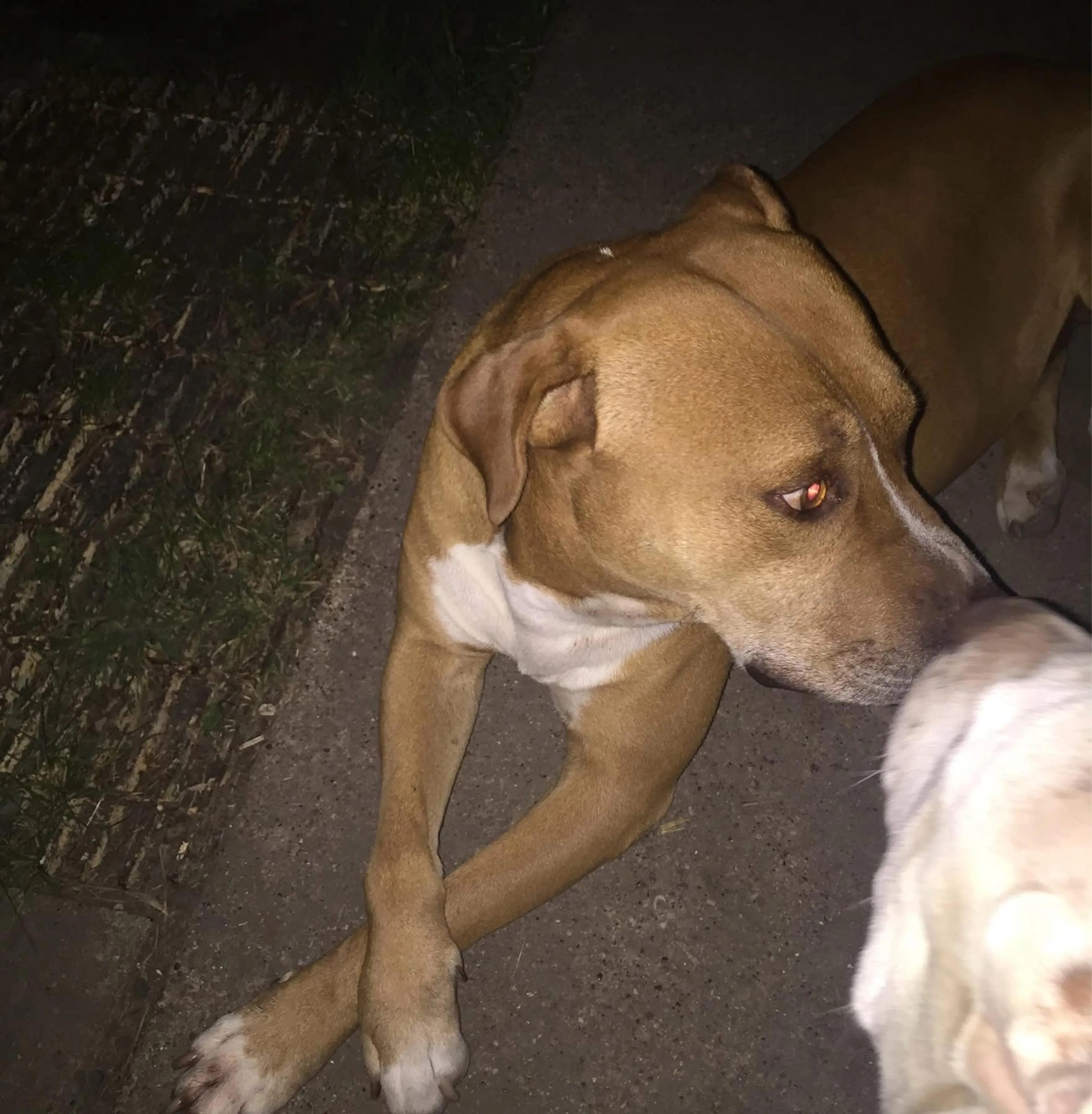 Lost pet