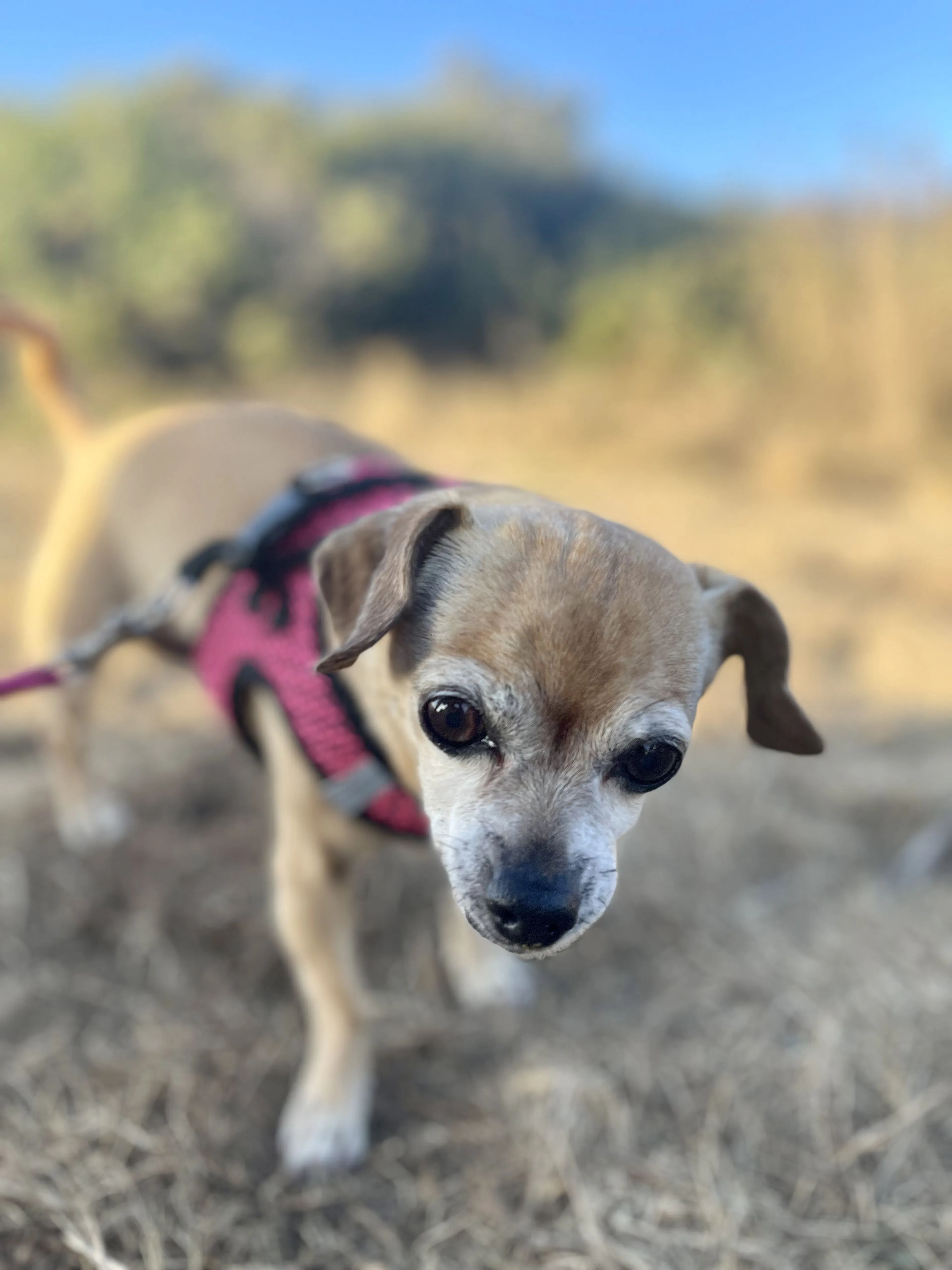 Lost pet-1