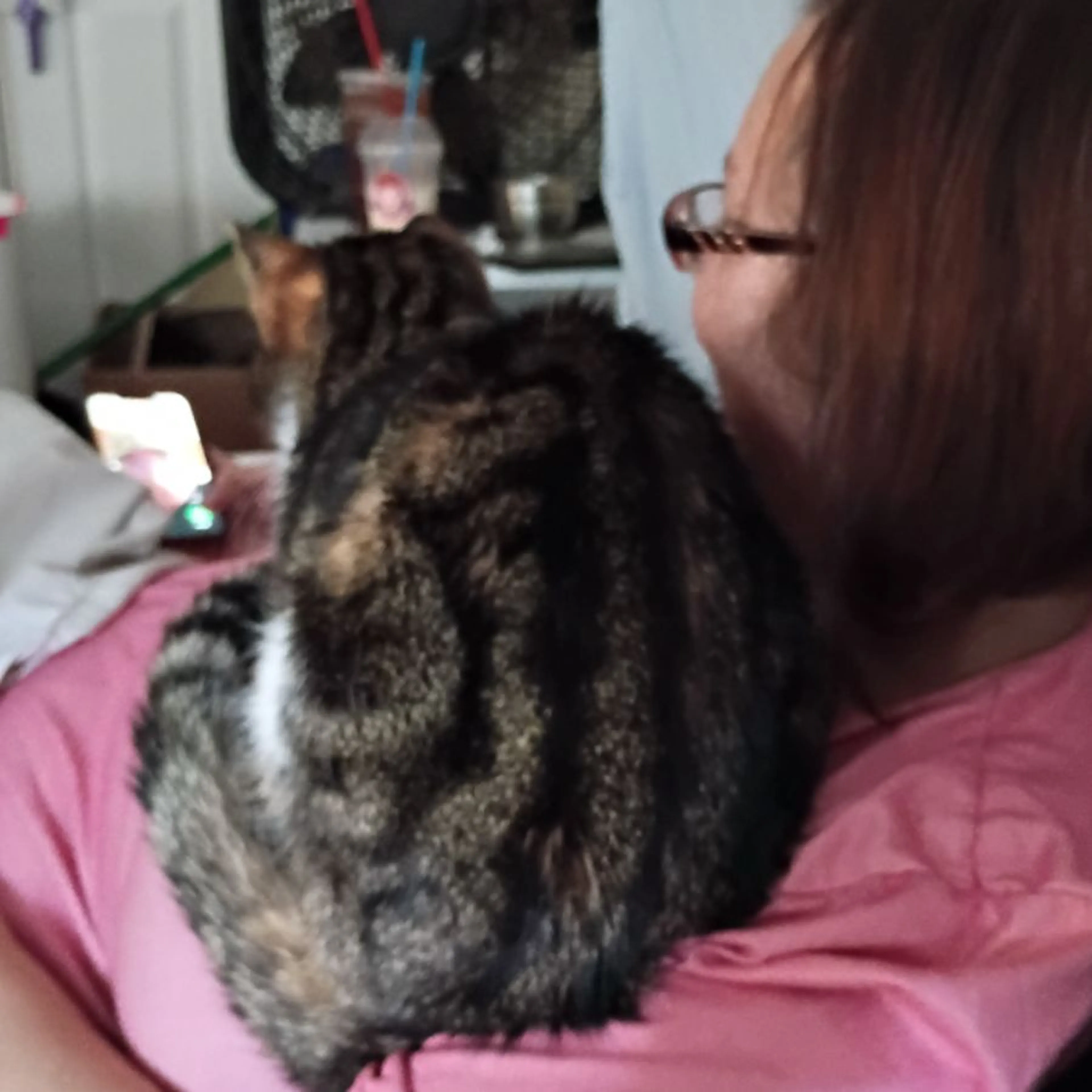 Lost pet-0