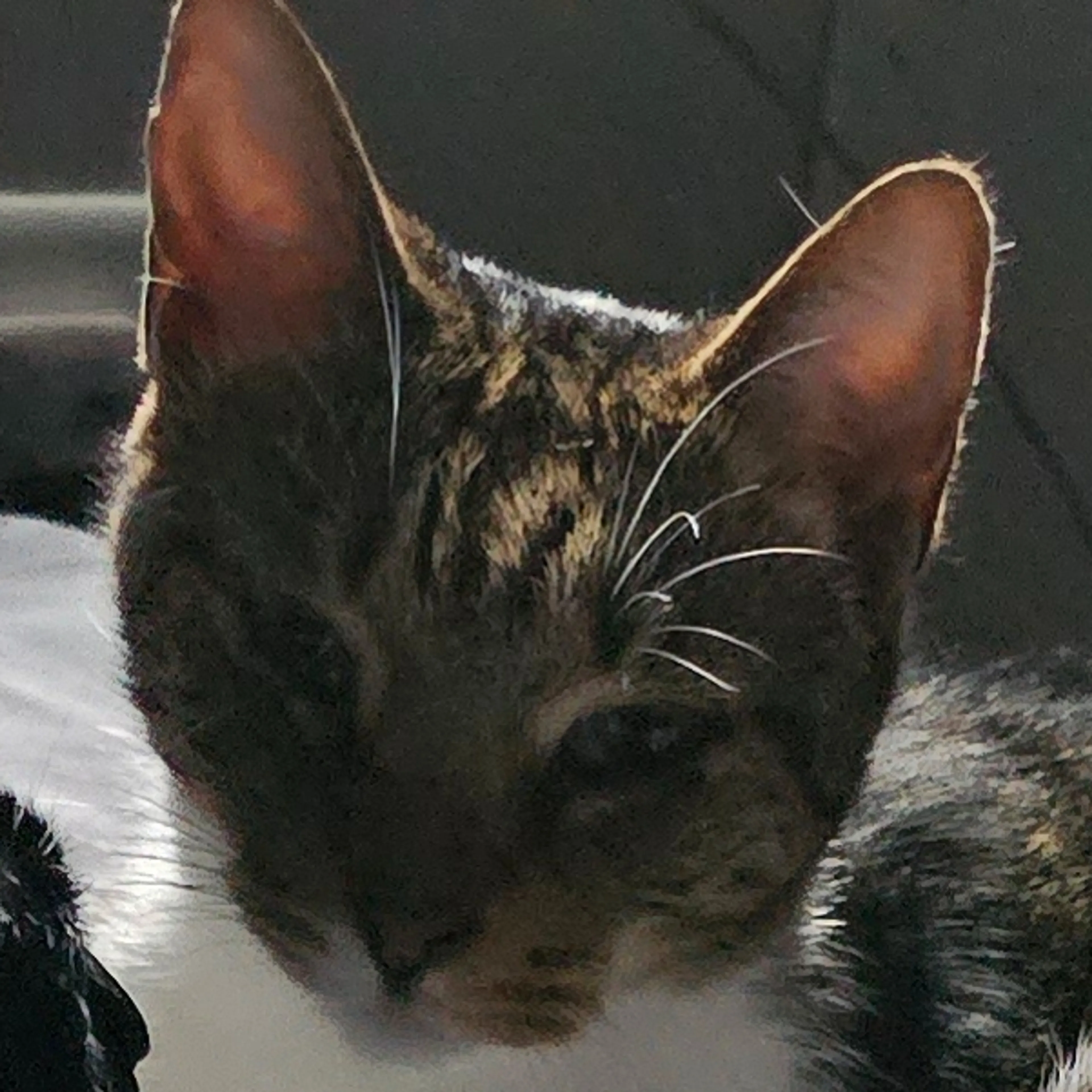 Lost pet-2