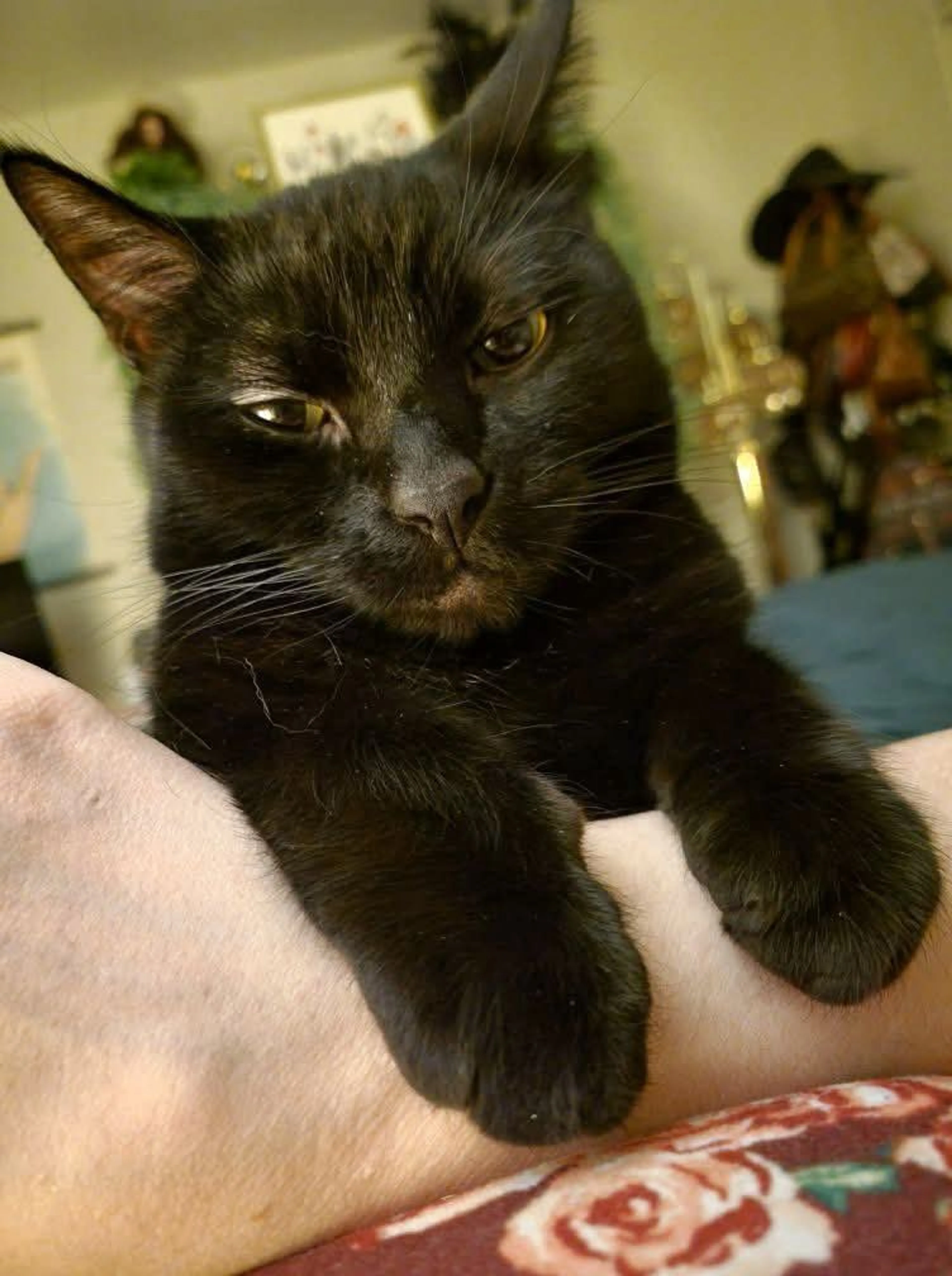 Lost pet-2