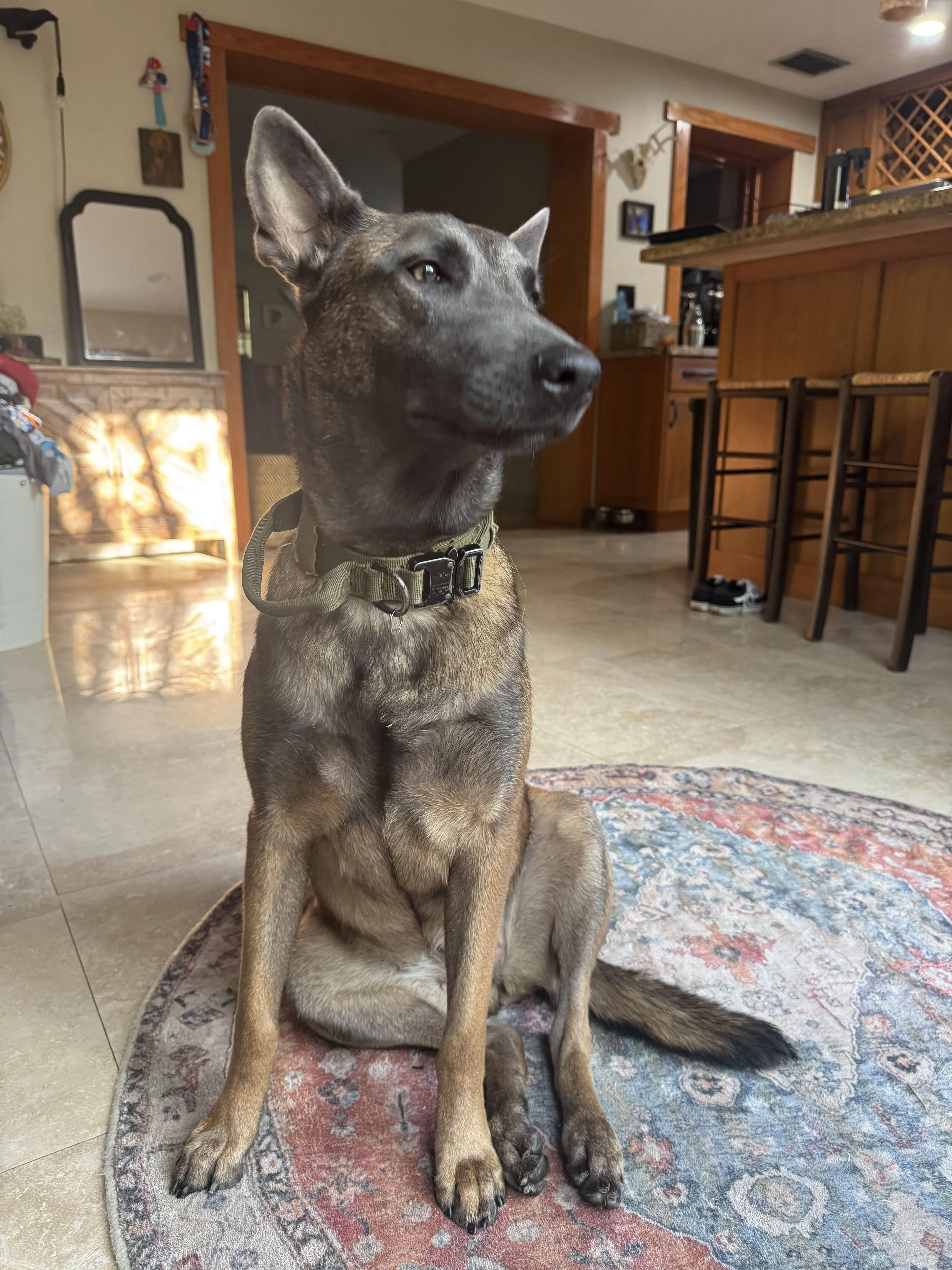 Lost pet
