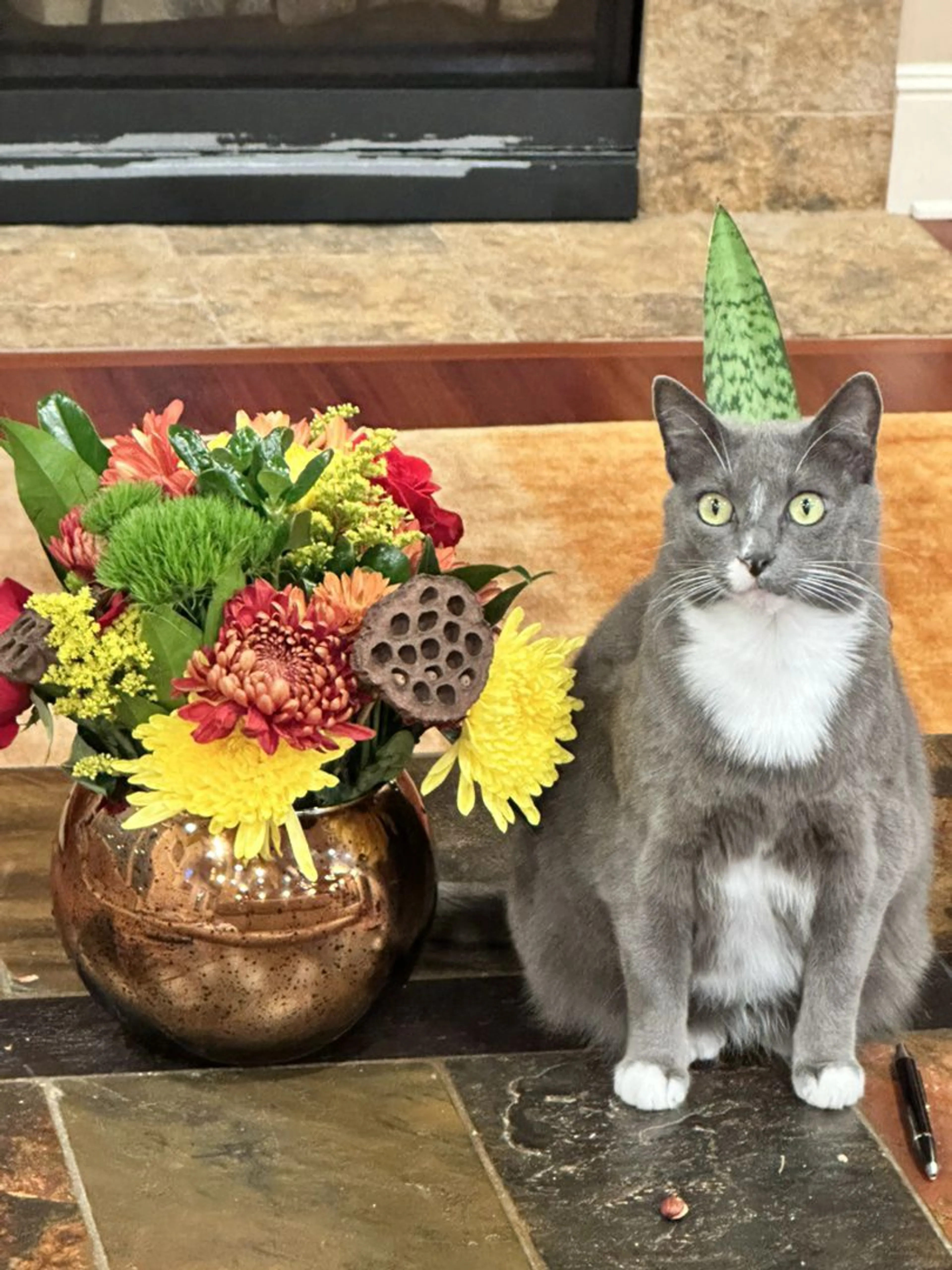 Lost pet