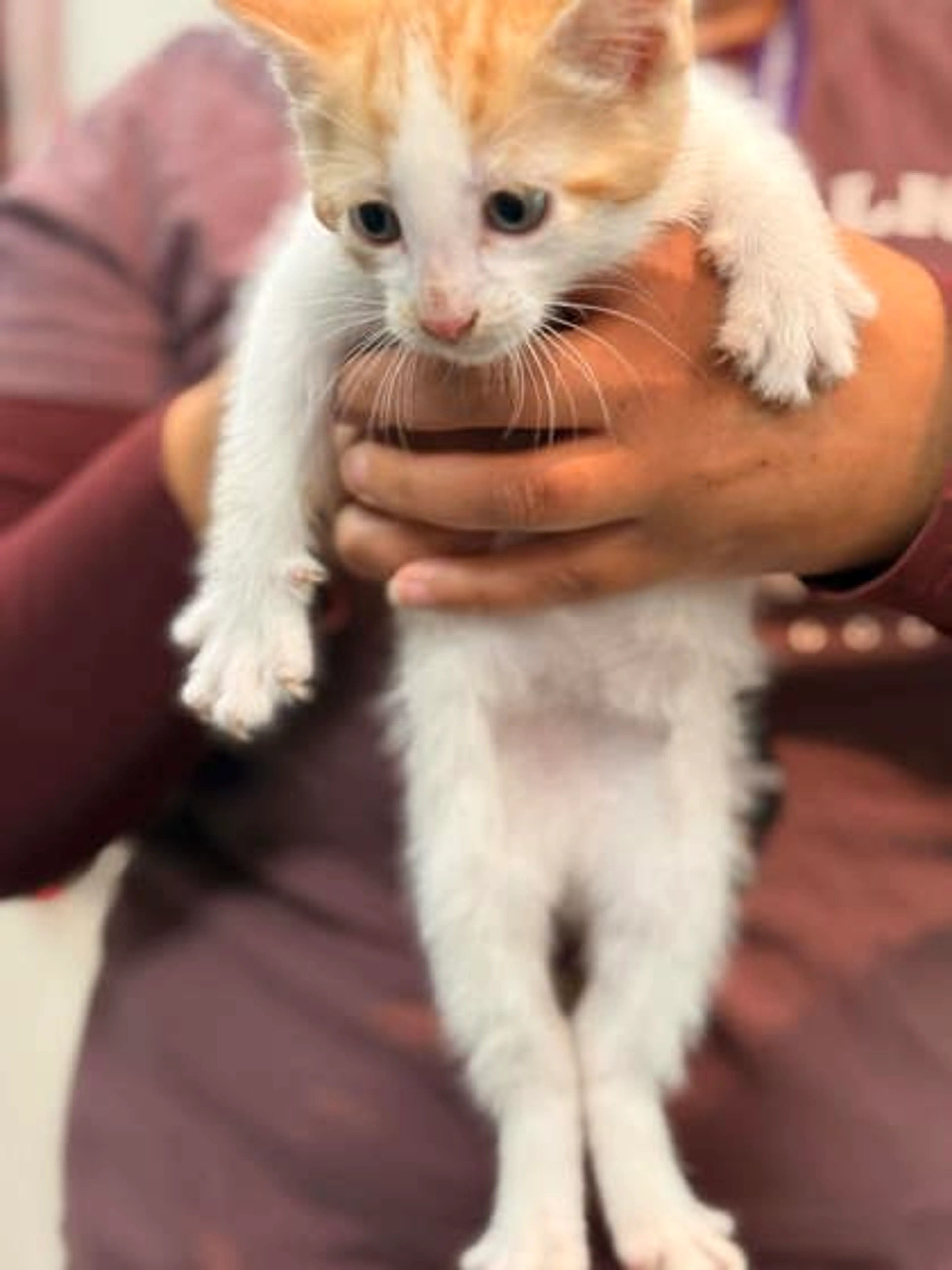 Found pet