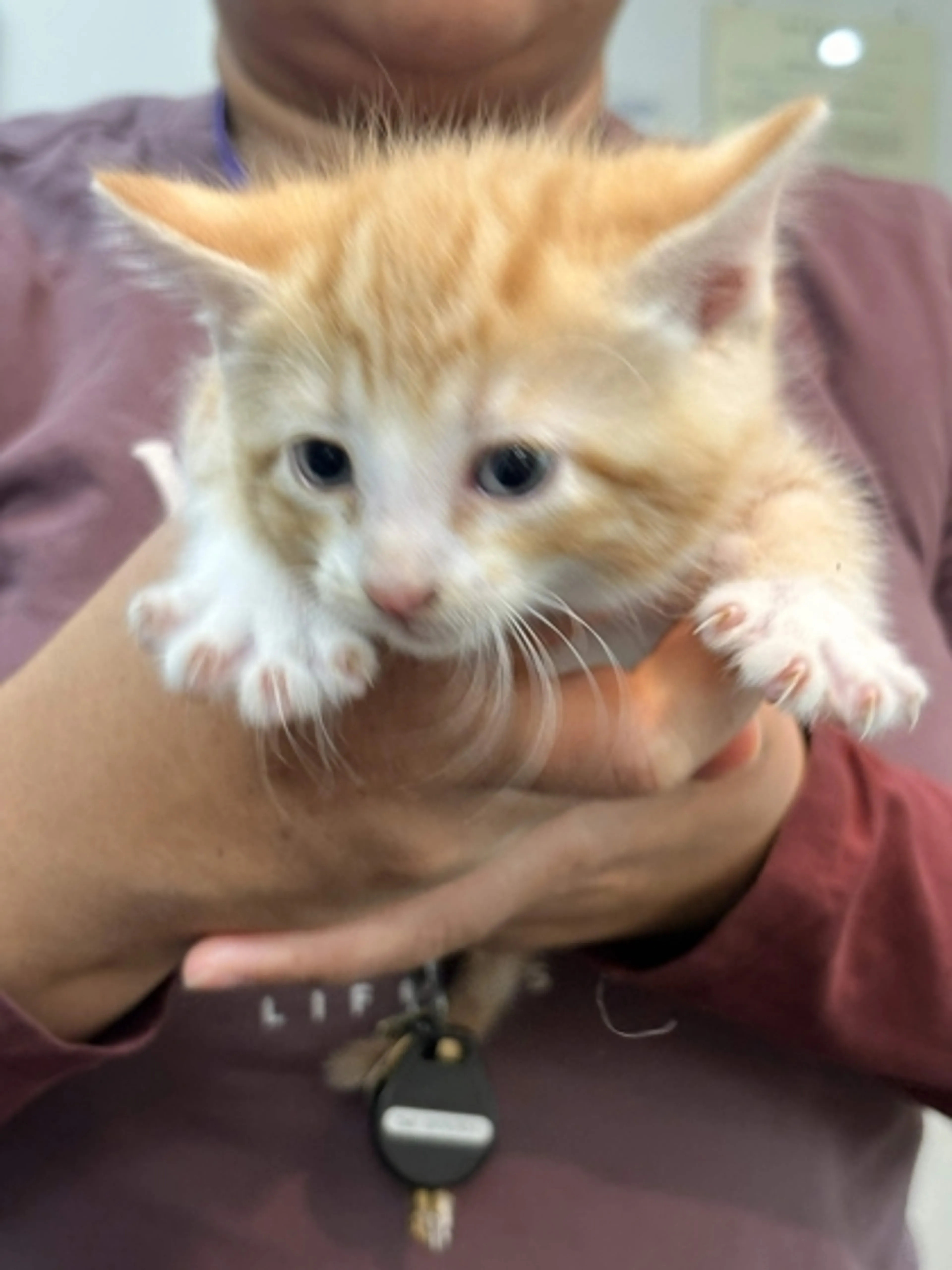 Found pet
