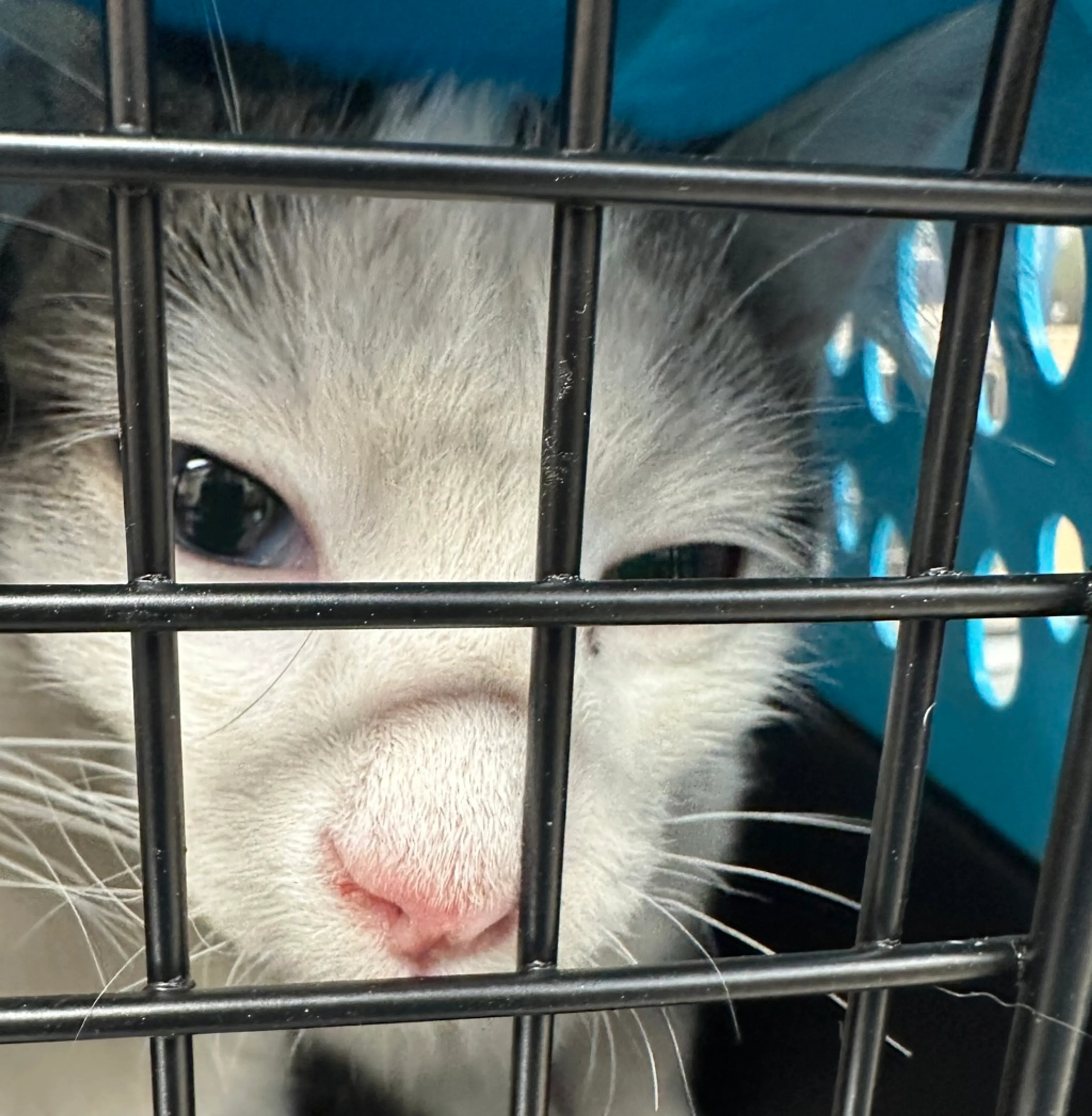 Found pet-1