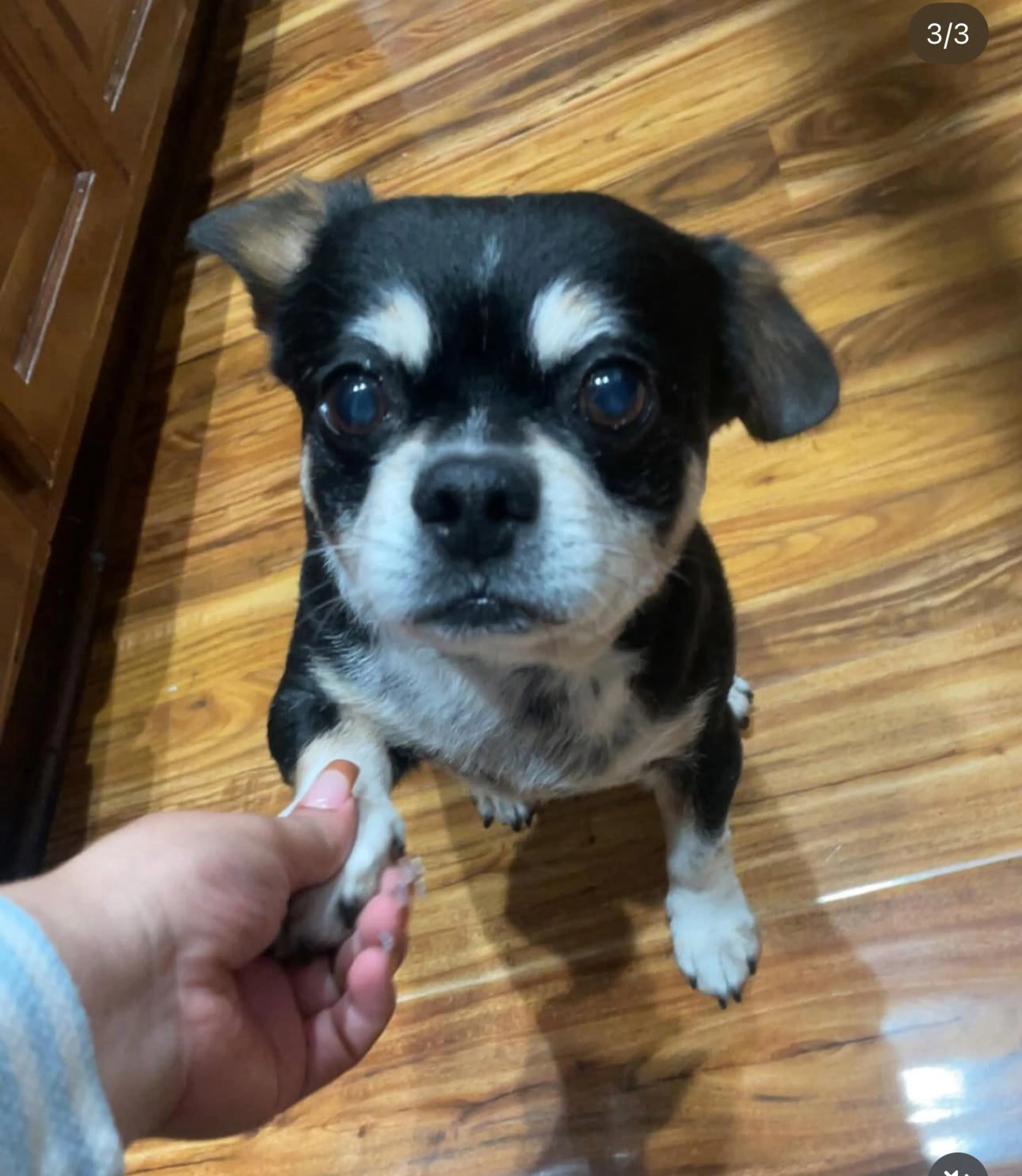 Lost pet-0