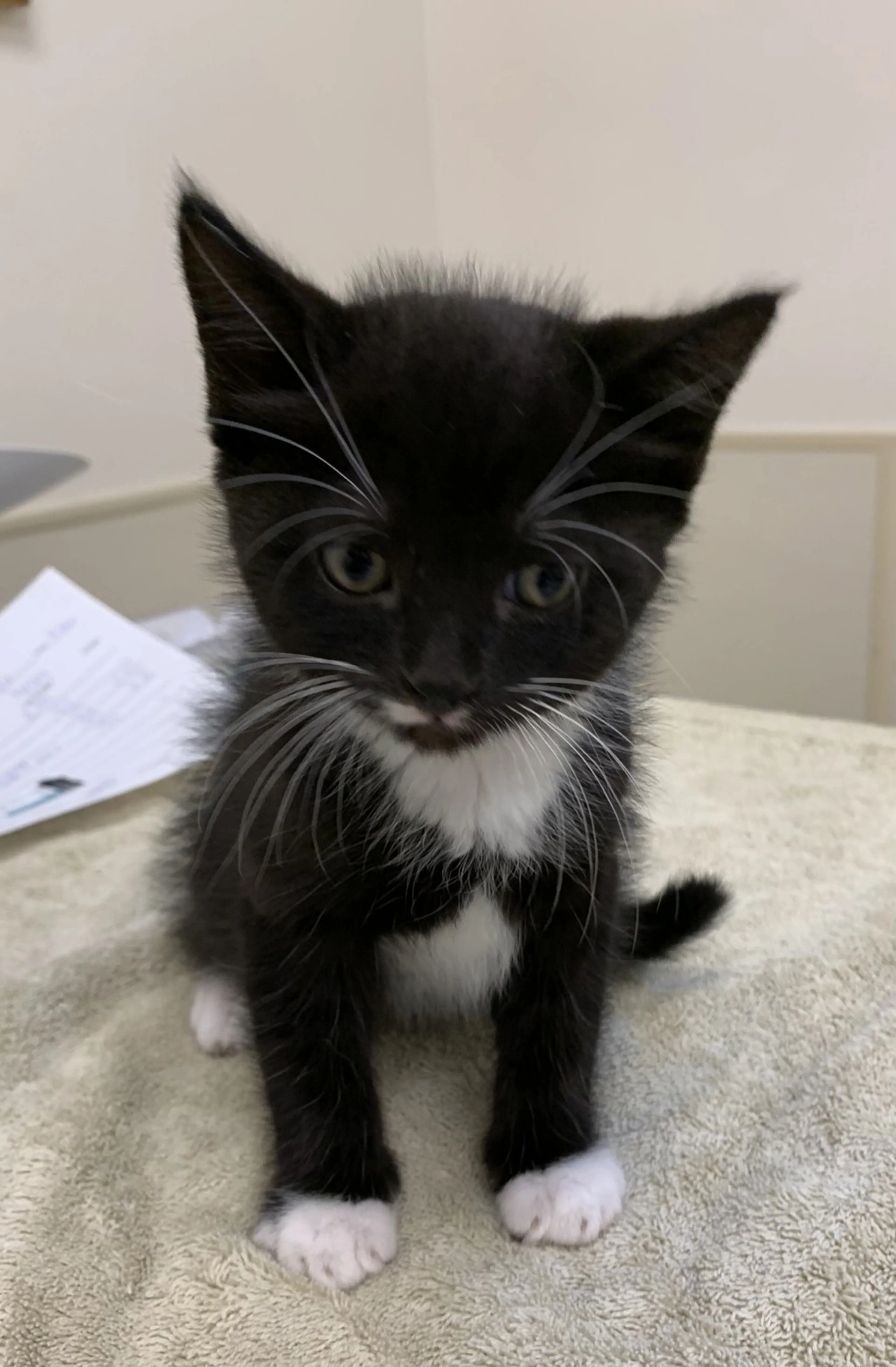 Found pet