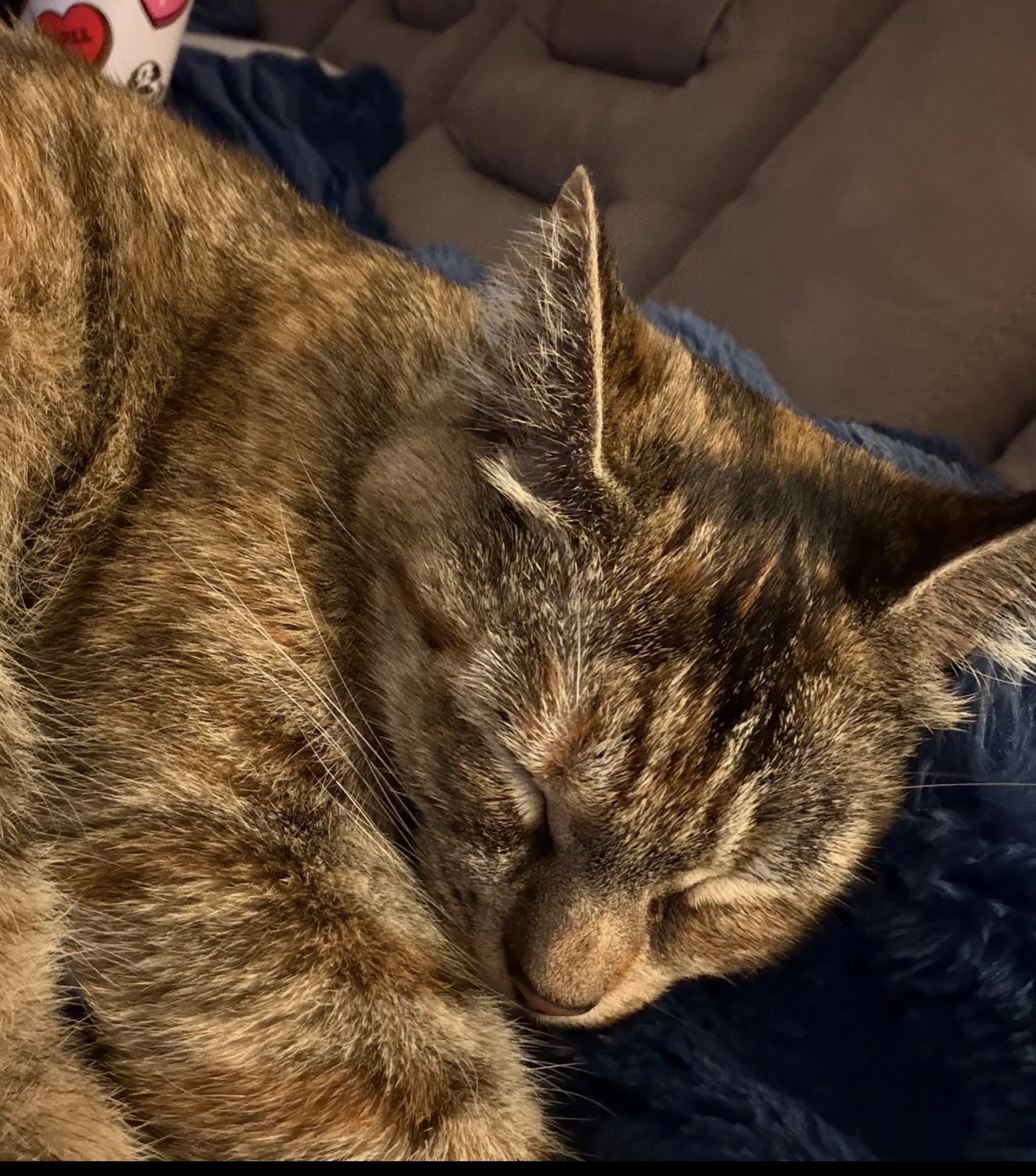 Lost pet-1