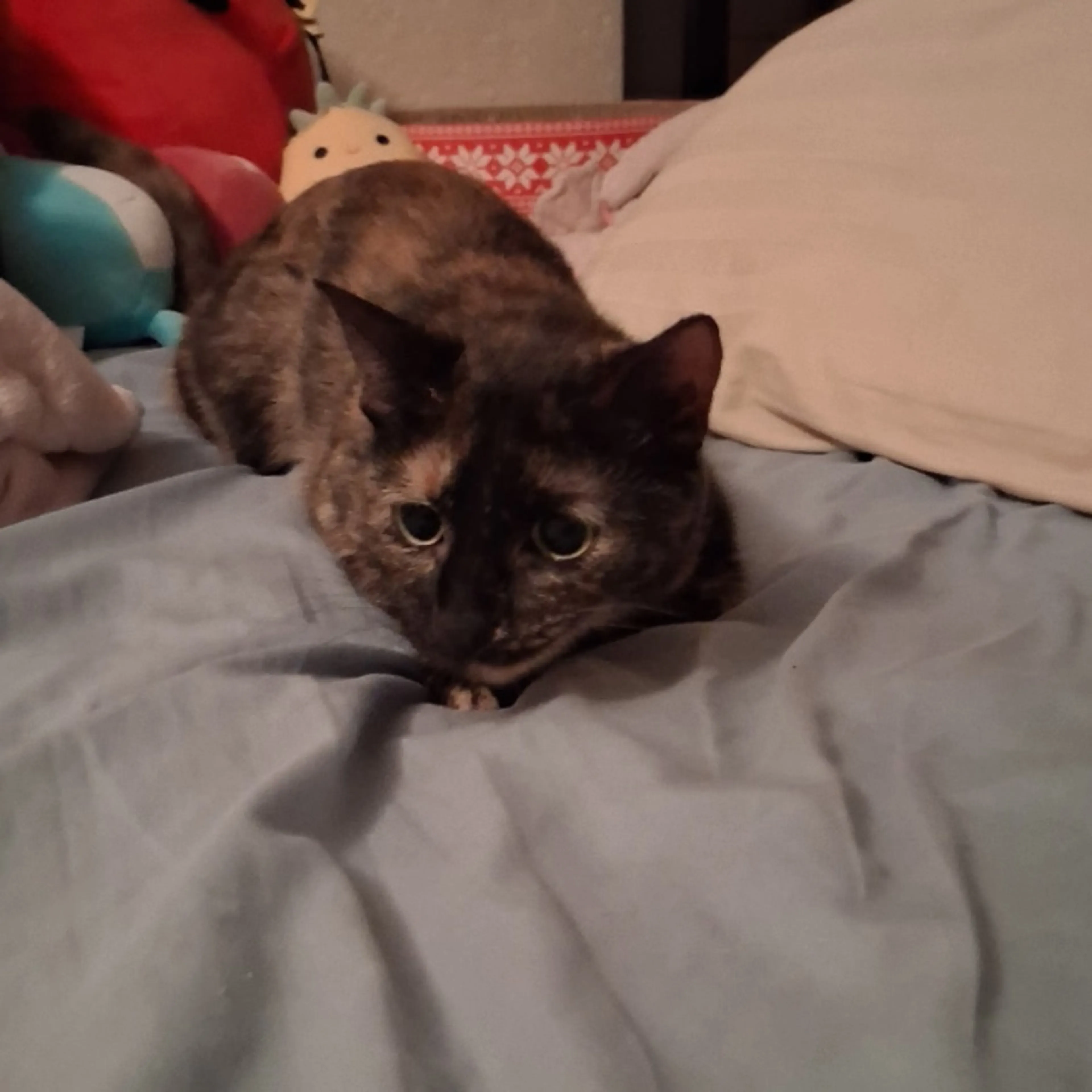 Lost pet