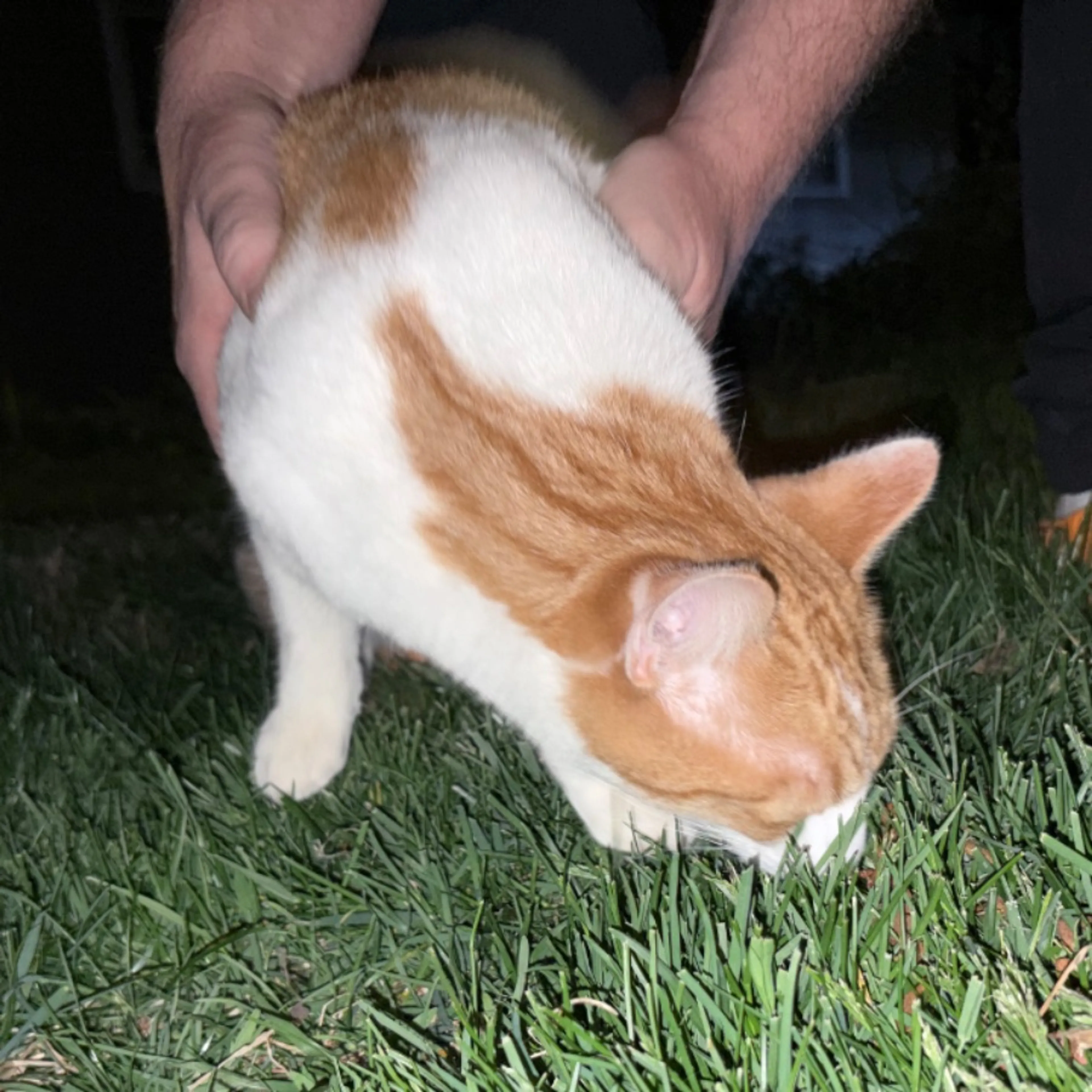 Found pet-0