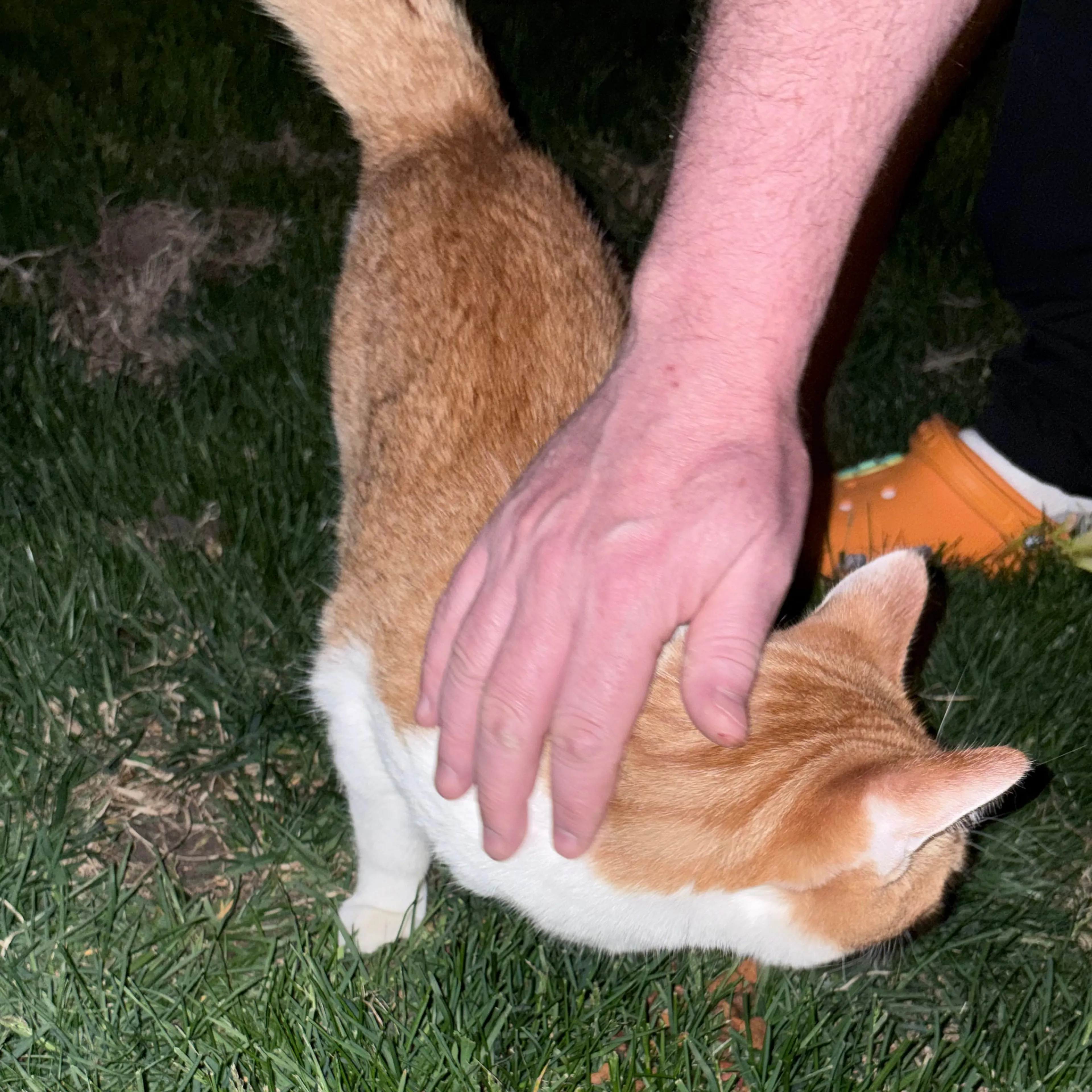 Found pet-2