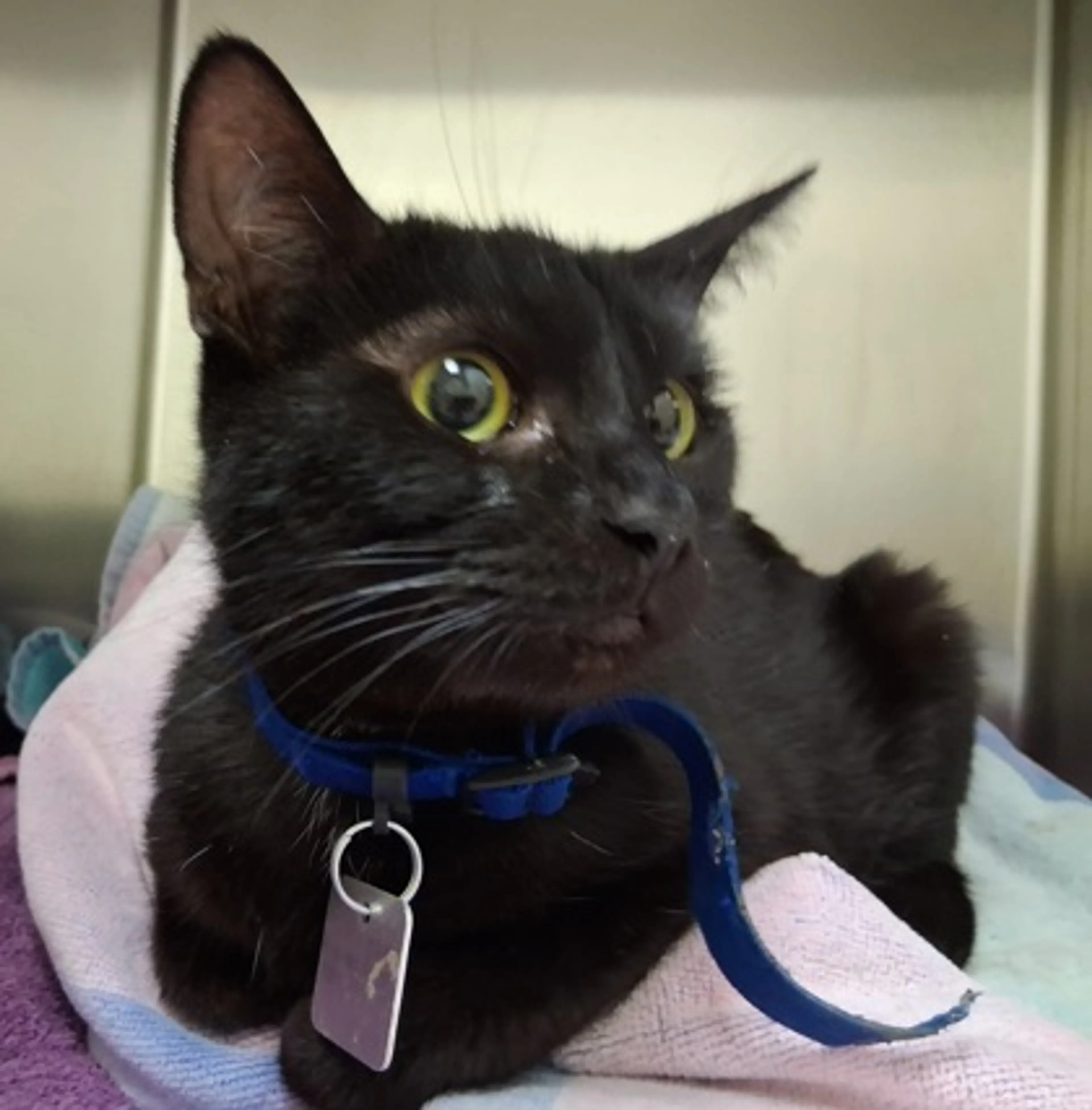 Found pet