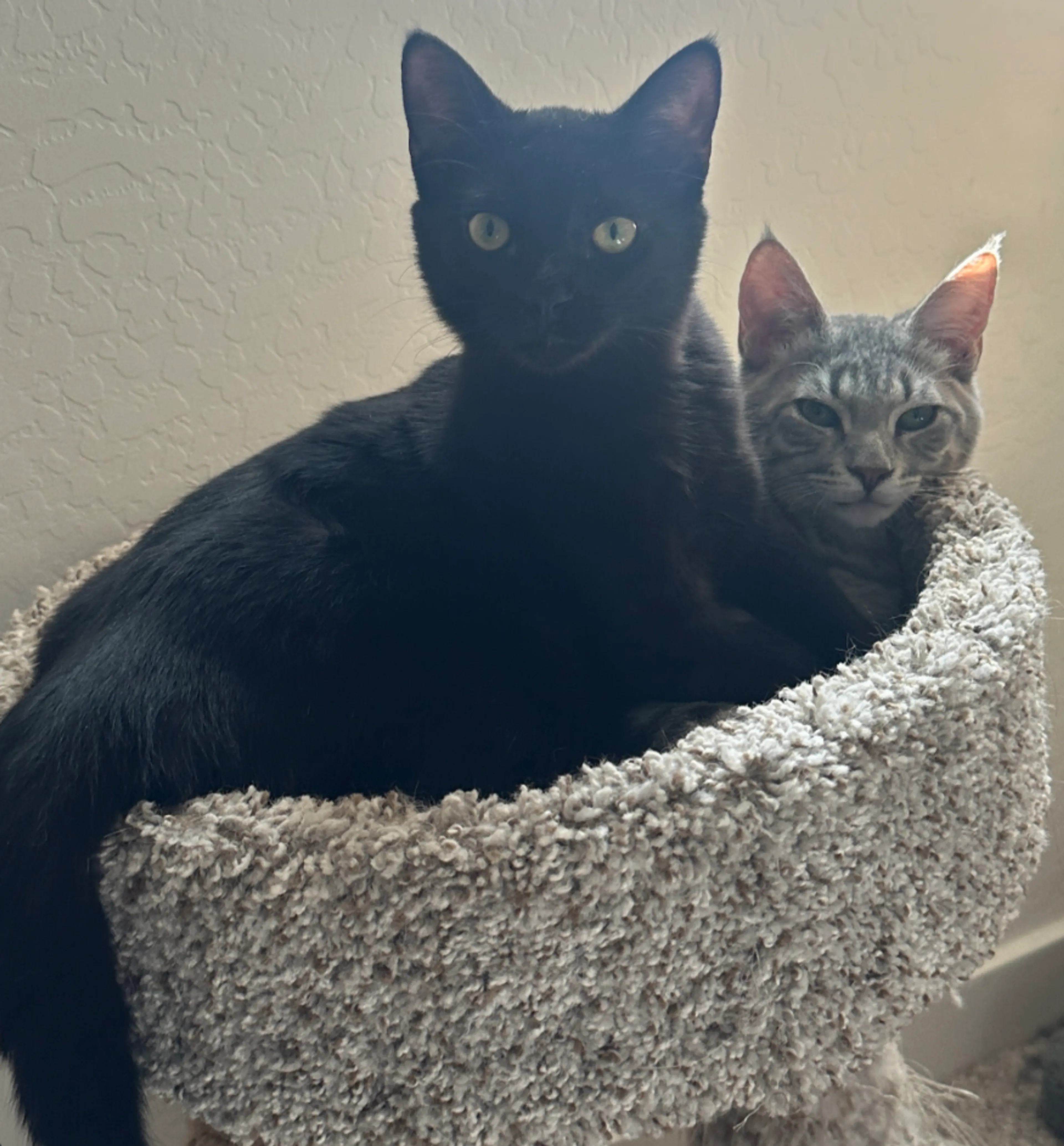 Found pet-1