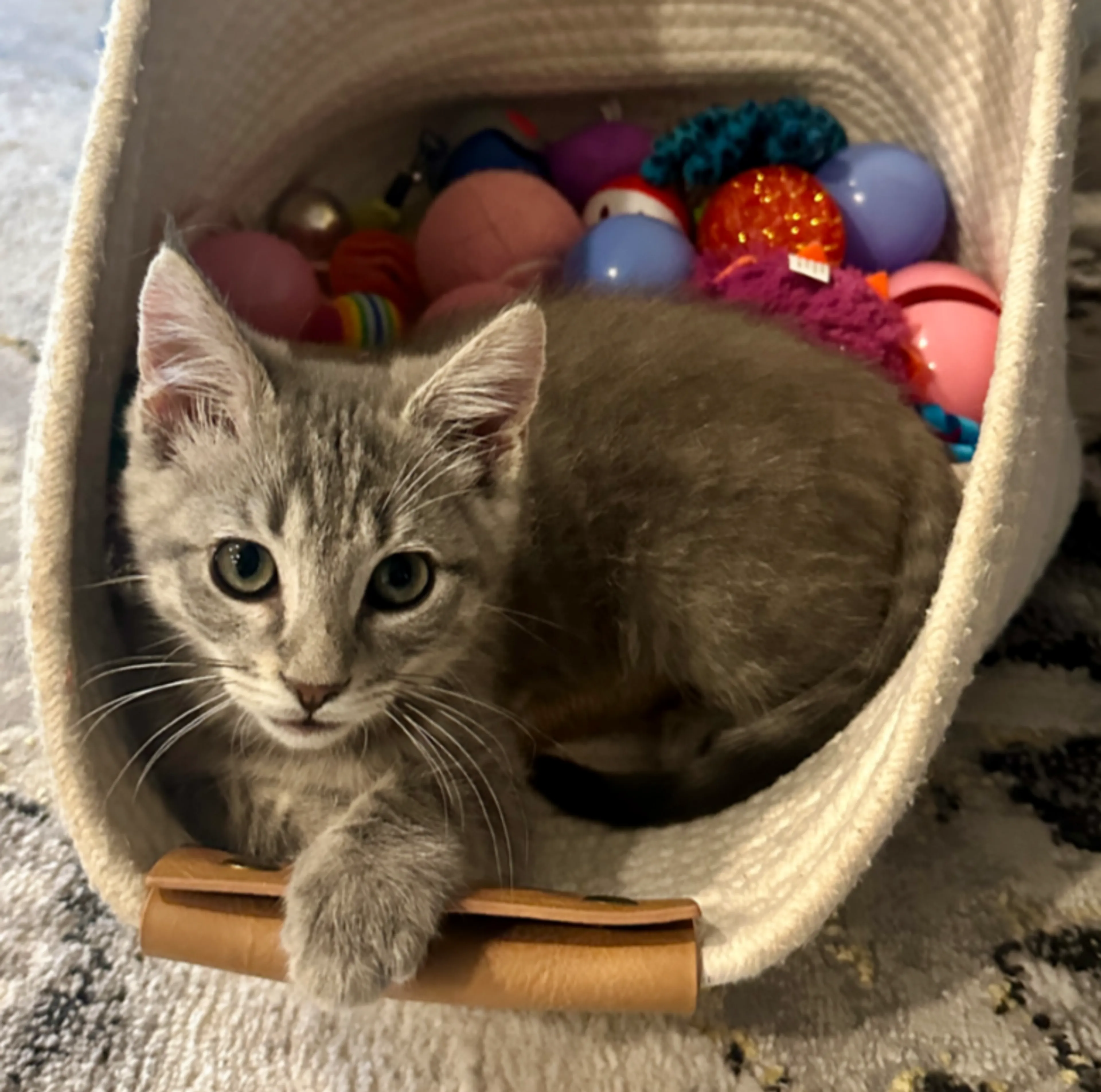 Found pet-0