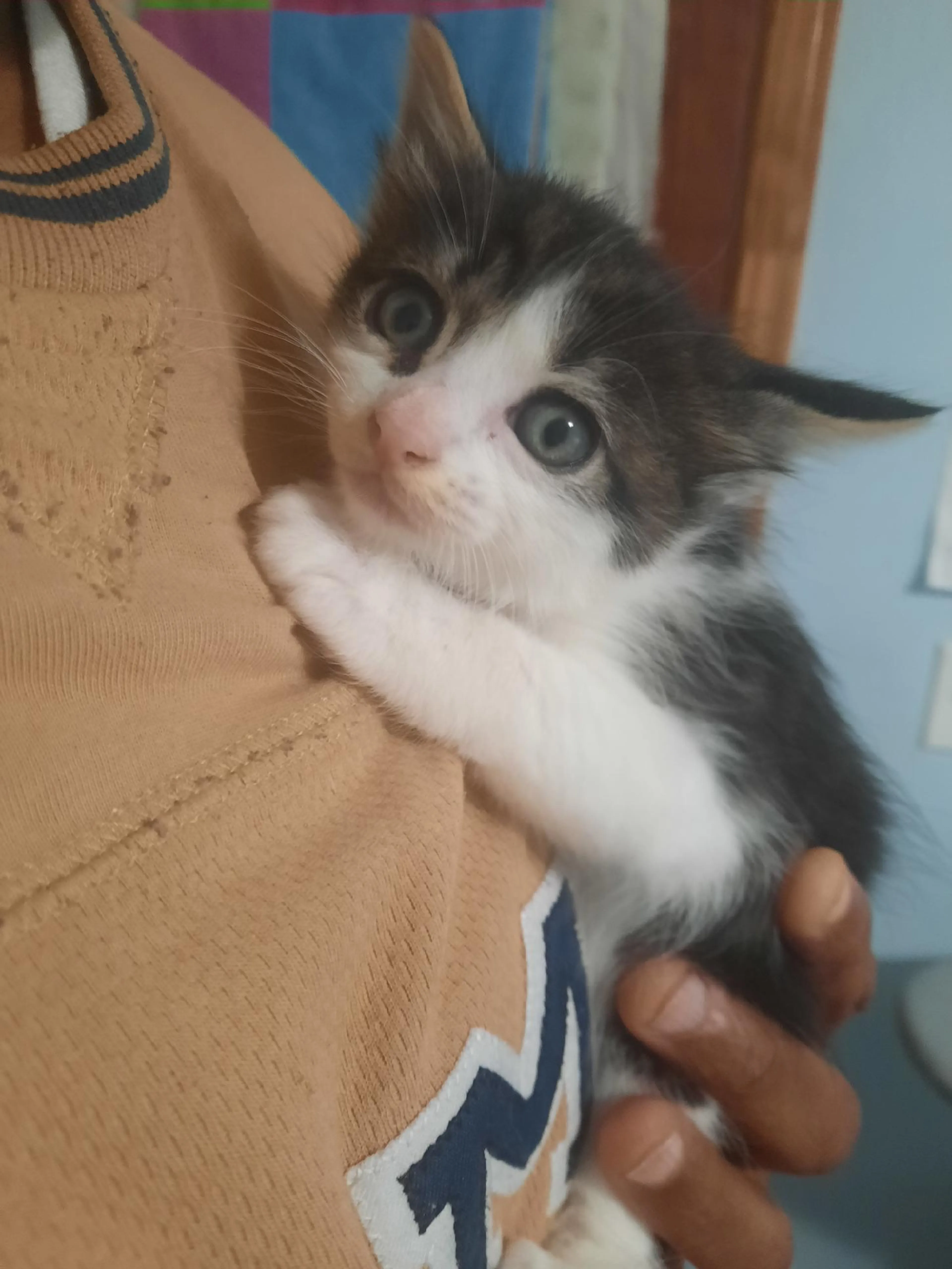 Found pet-1