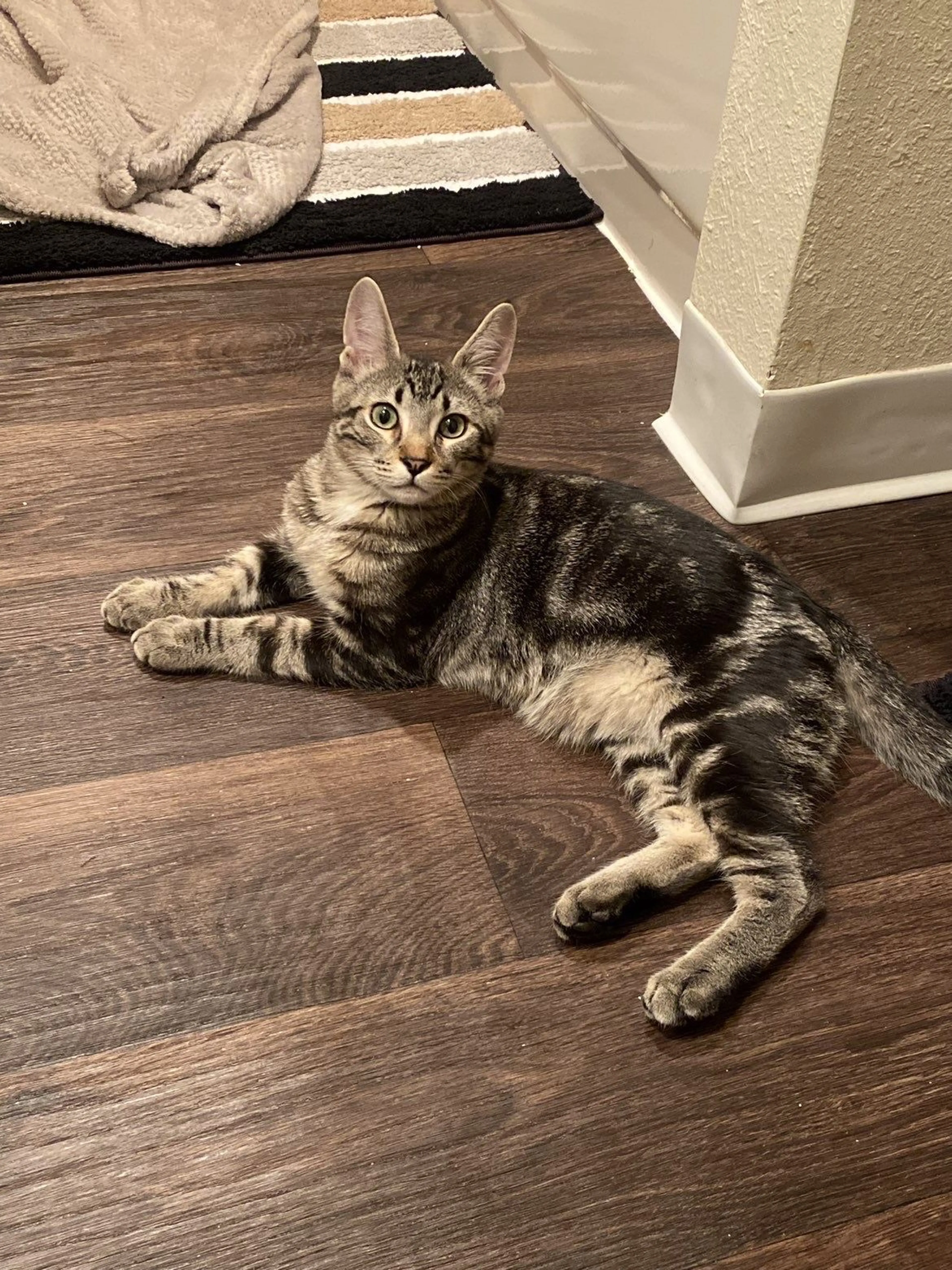 Lost pet-1
