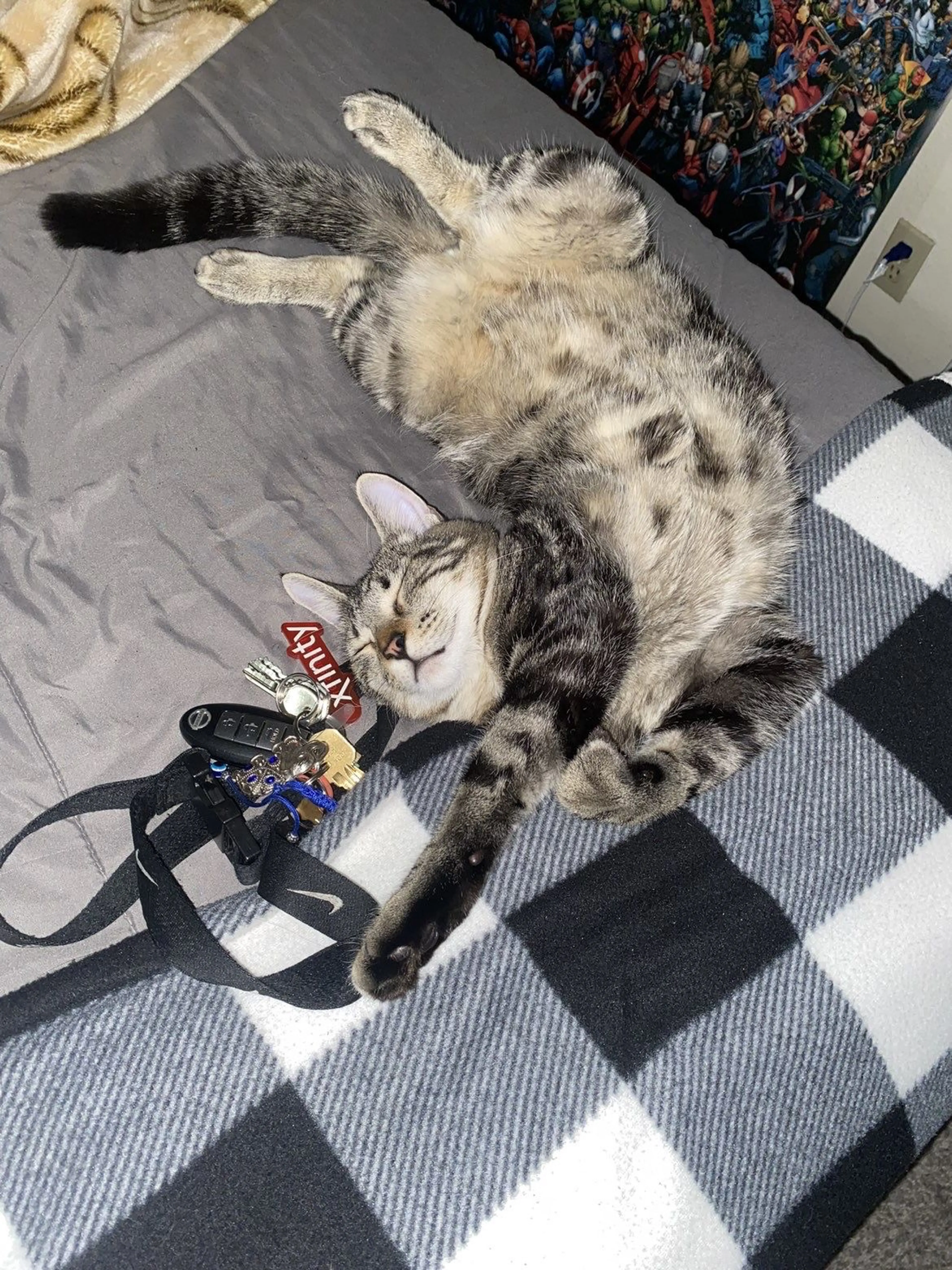 Lost pet-2