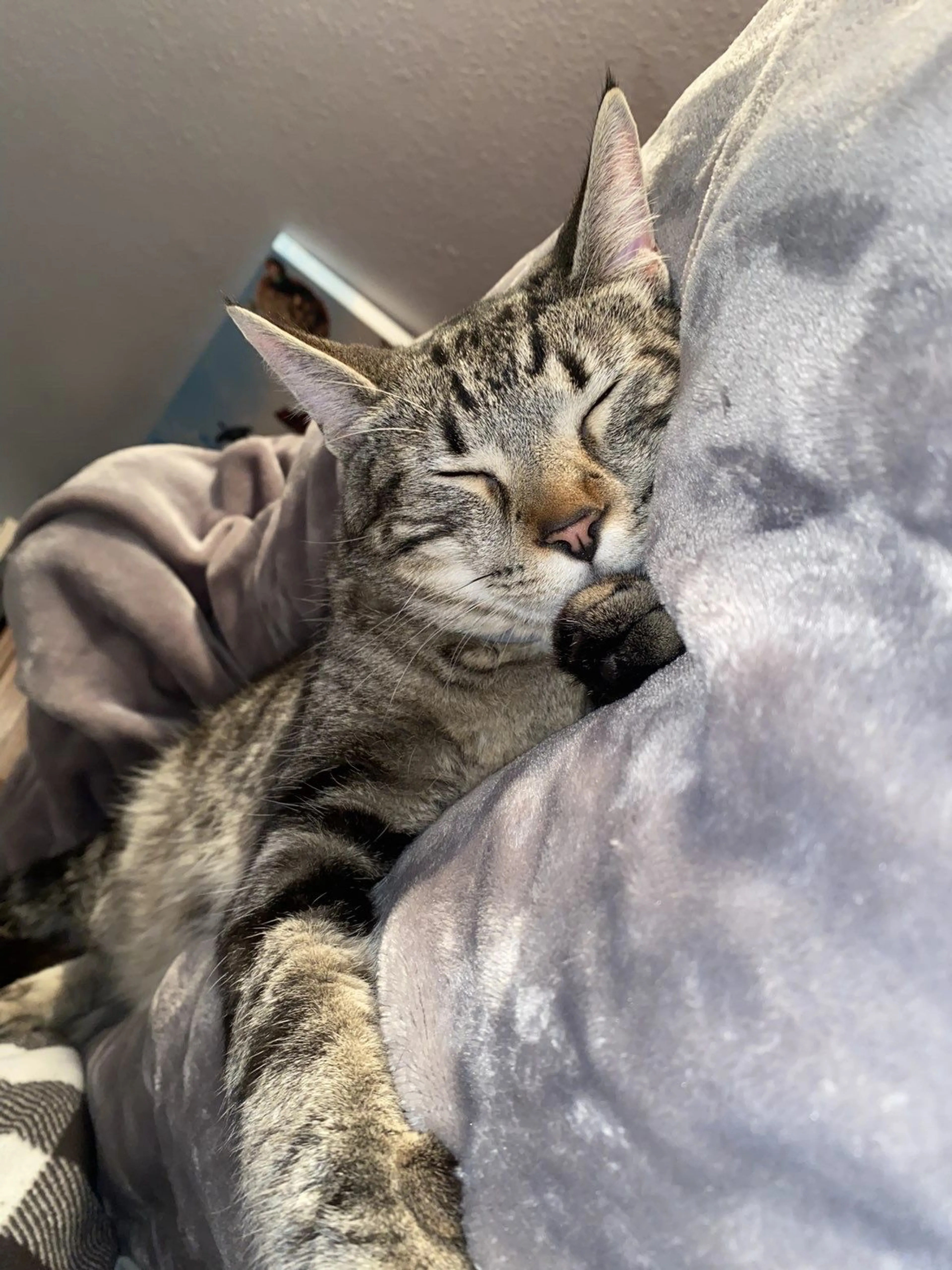 Lost pet-0
